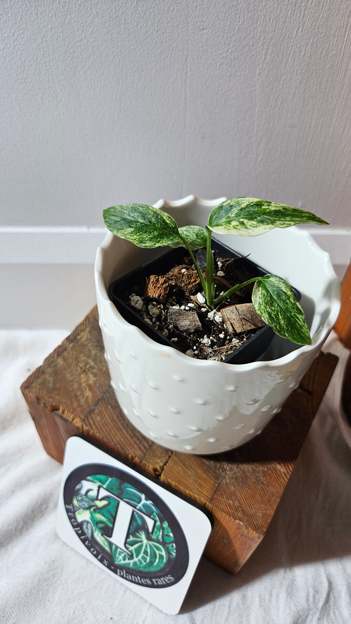 Monstera Laniata Mint (MON-418)