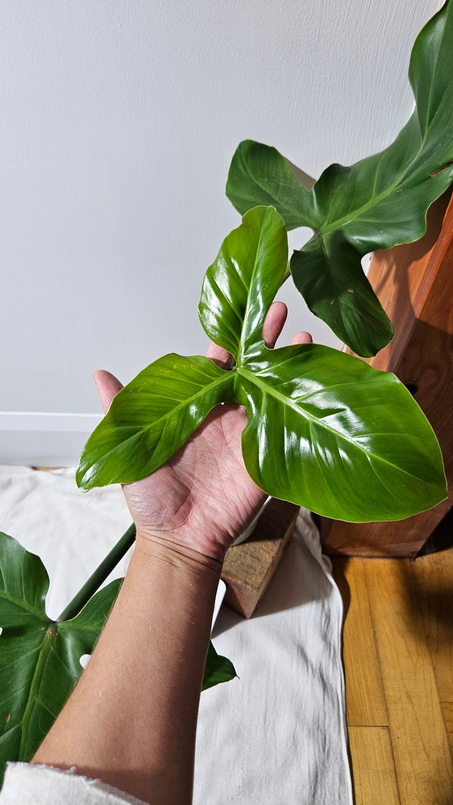 Philodendron Santamartinense (PHI-936)