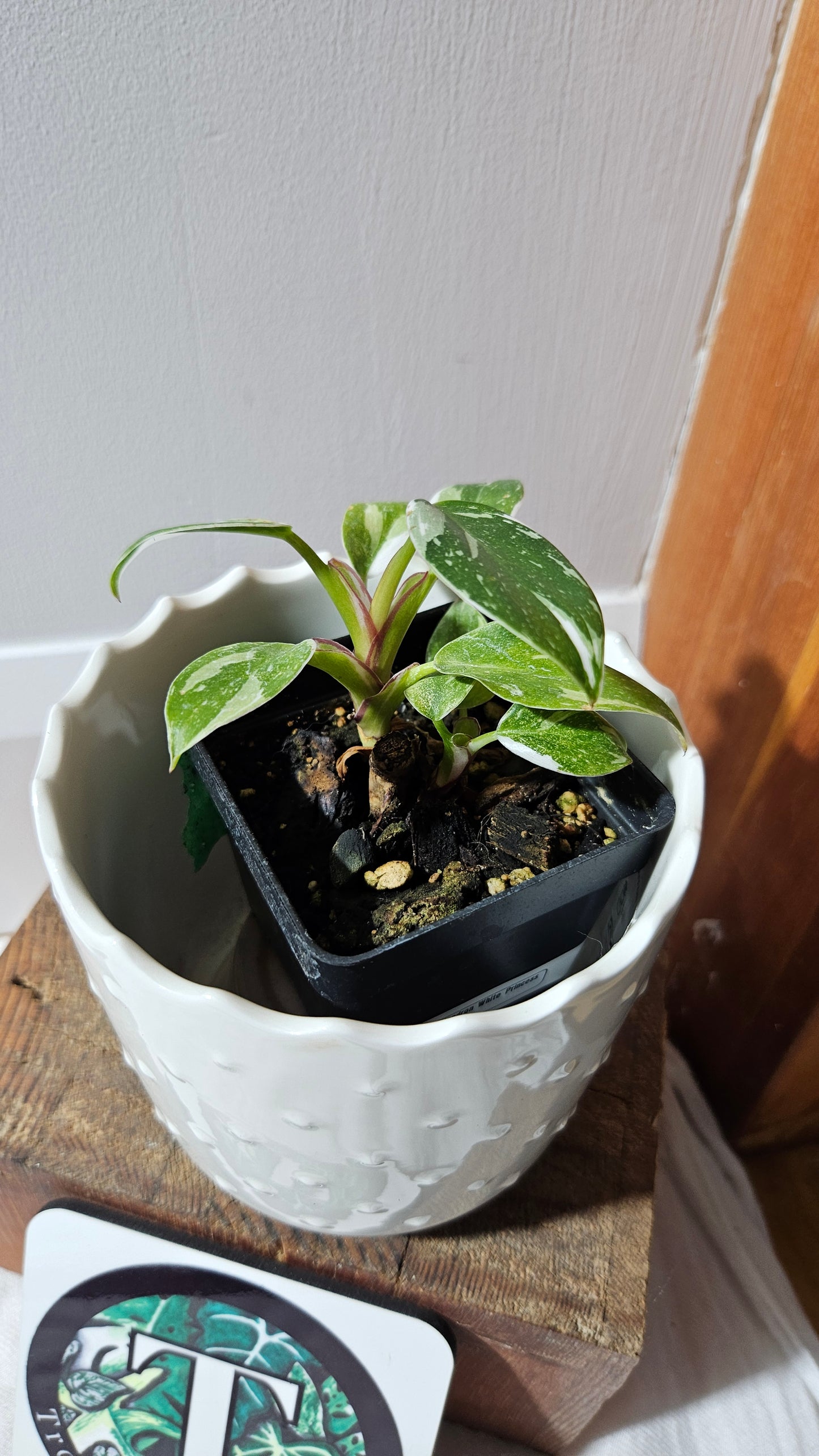 Philodendron White Princess (PHI-884)