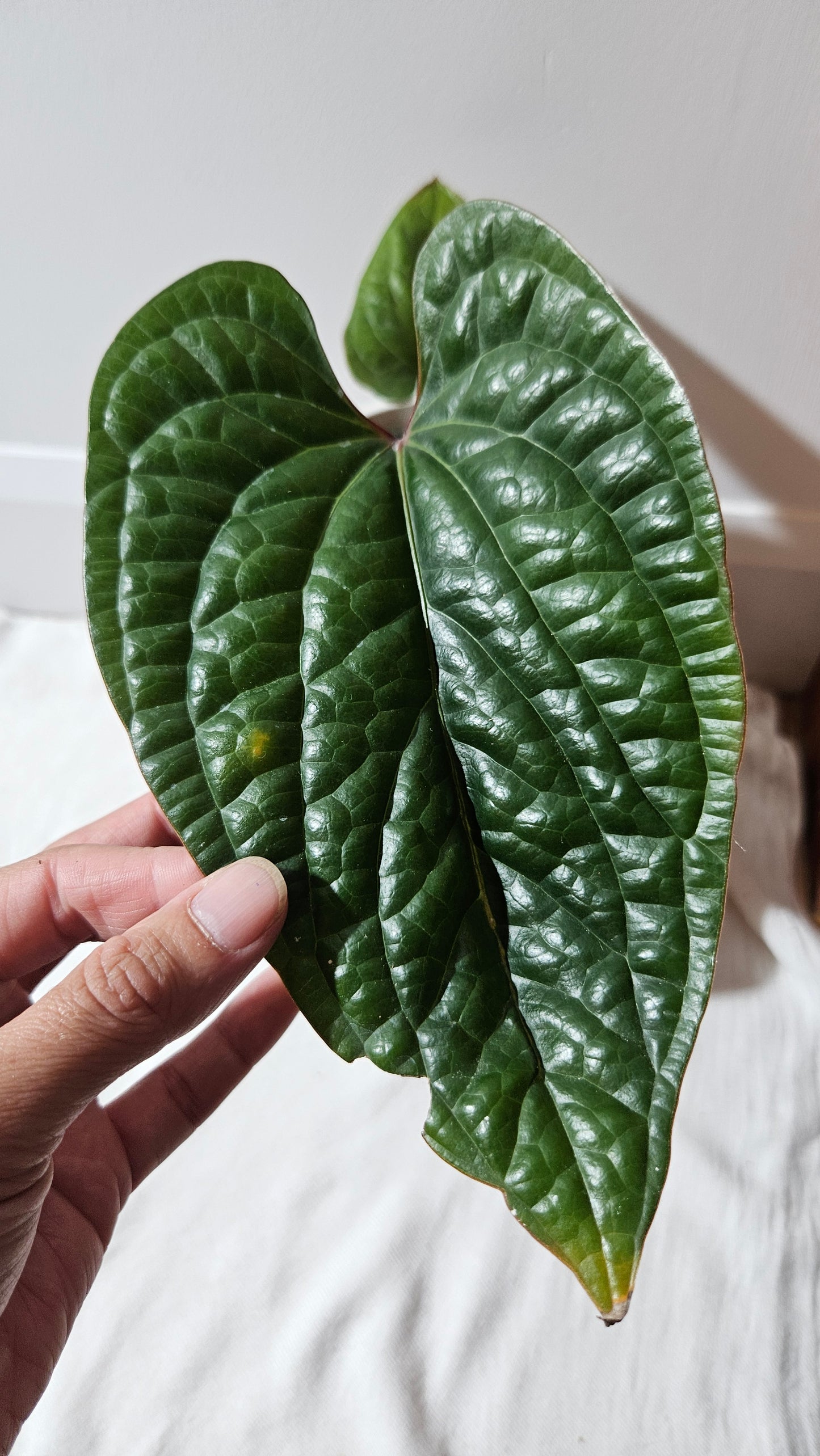 Anthurium Radican "format LARGE" (ANT-011)