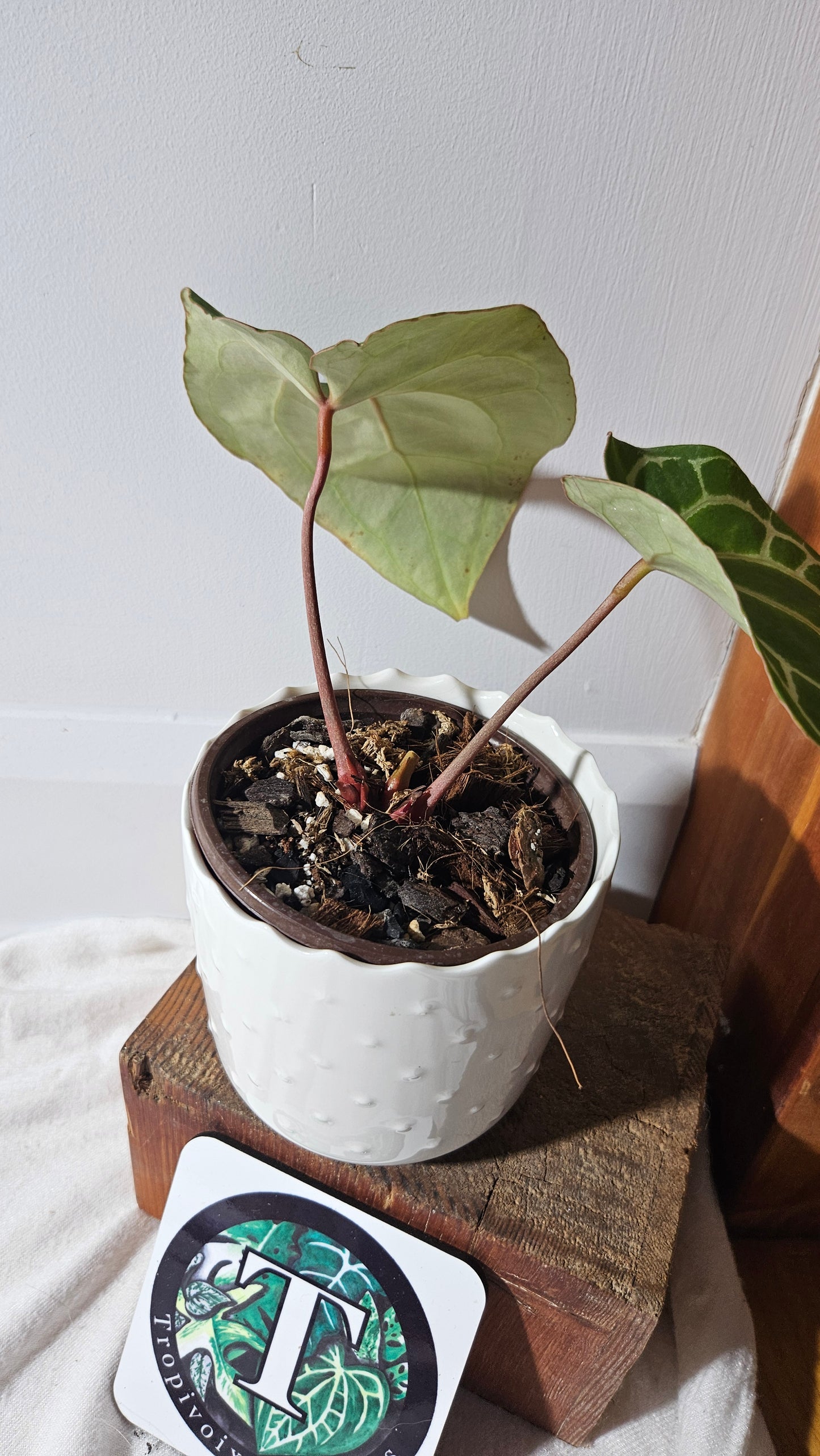 Anthurium Crystallinum (d'équateur) "format MOYEN" (ANT-387)