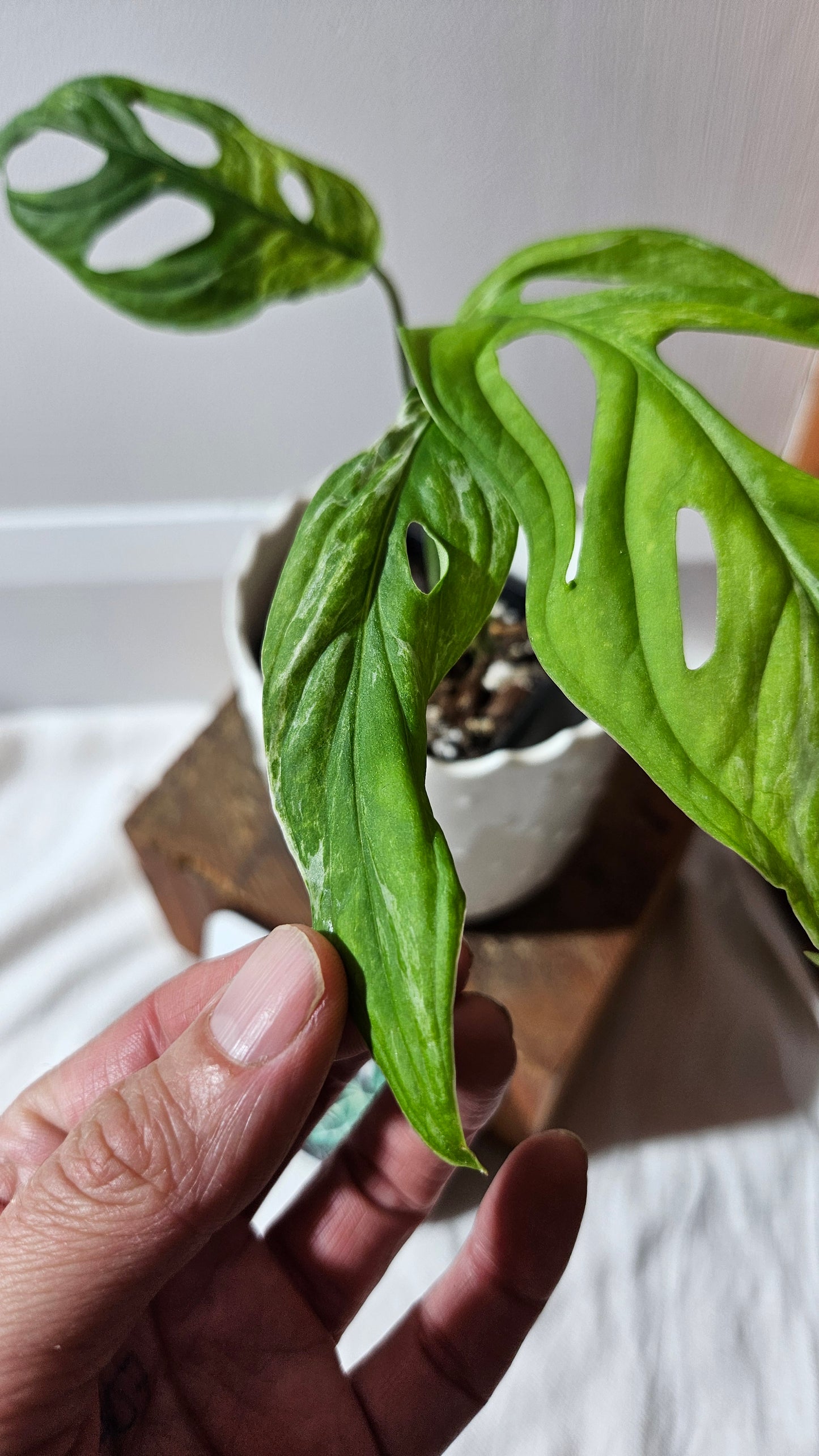 Monstera Andasonii Mint/Indo (MON-422)
