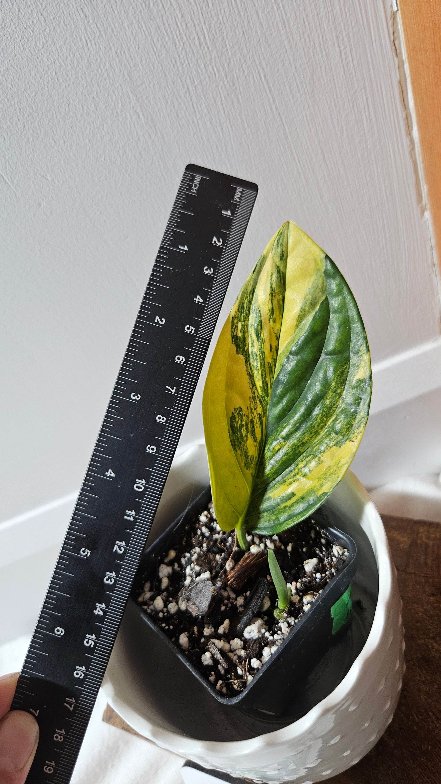 Monstera Karstenianum/Peru Variegata (MON-423)