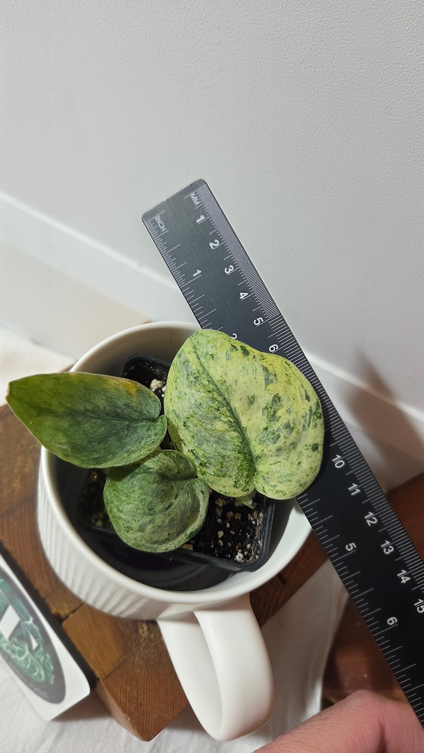 Scindapsus Black Dragon Variegata (SCI-1415)