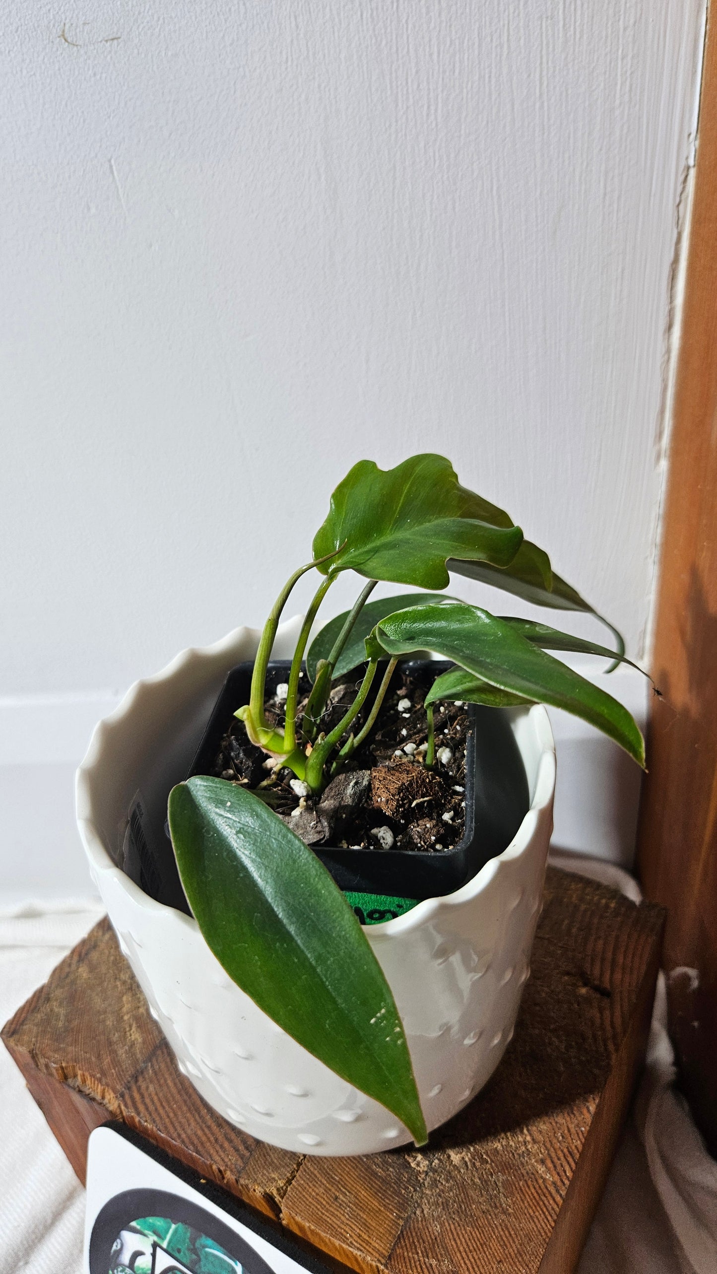 Philodendron Mayoi (PHI-643)