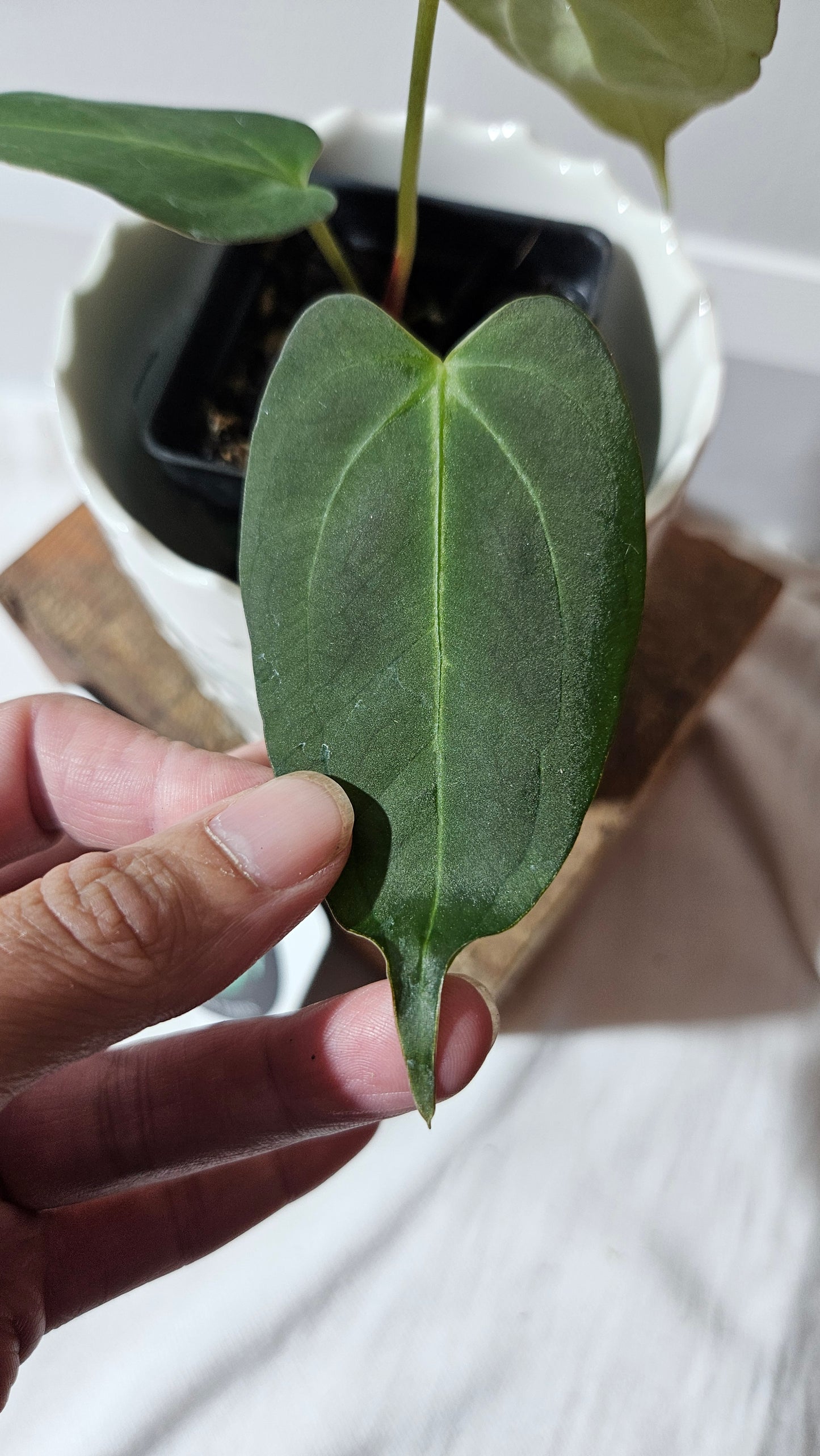 Anthurium Dressleri × Blue Papillilaminum "format MOYEN" (ANT-106)