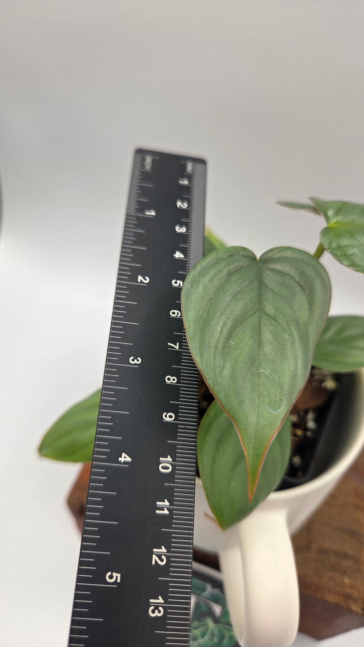 Philodendron Pastazanum Aff Silver (PHI-1073)