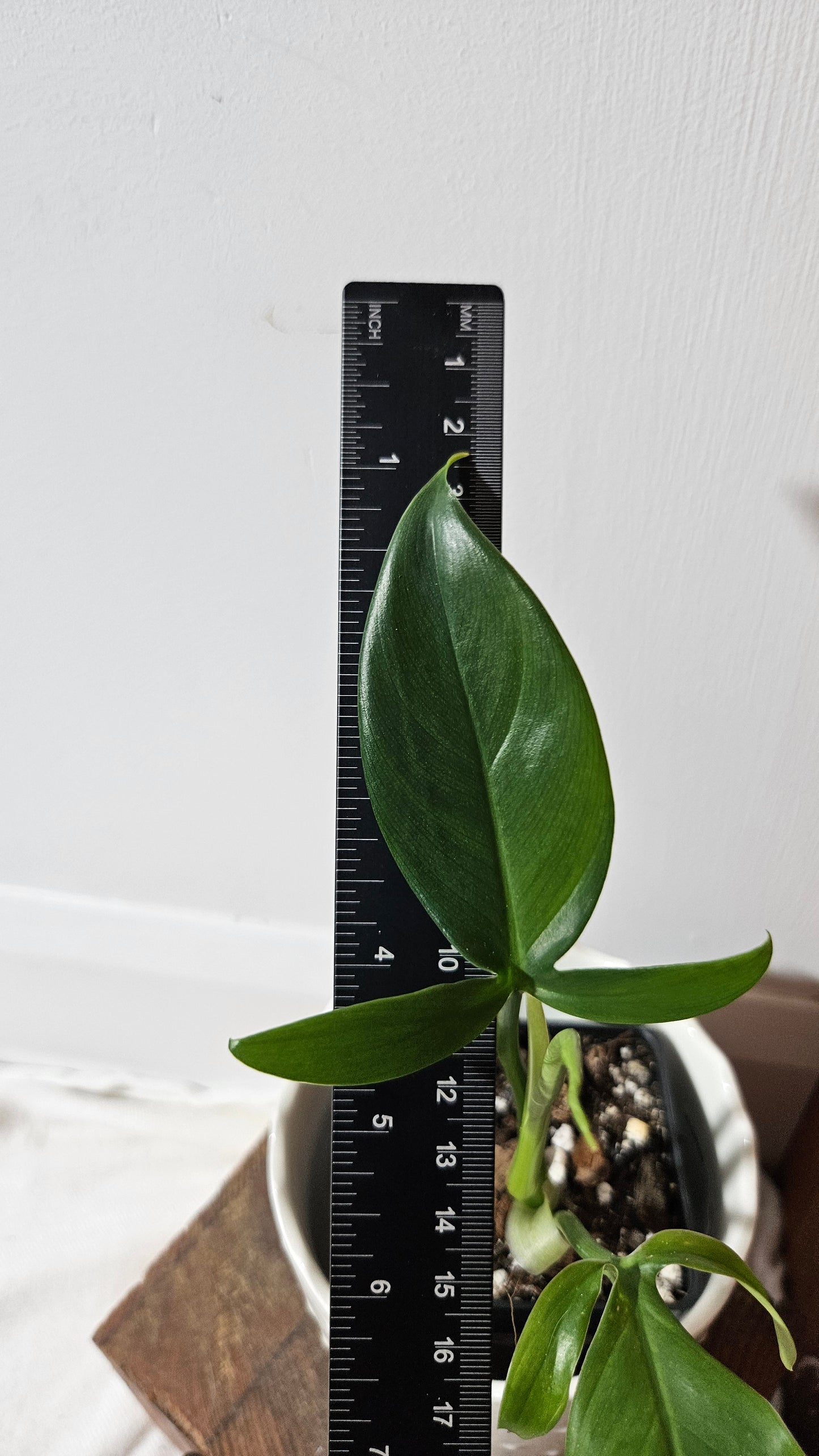 Philodendron Tripartitum (PHI-853)
