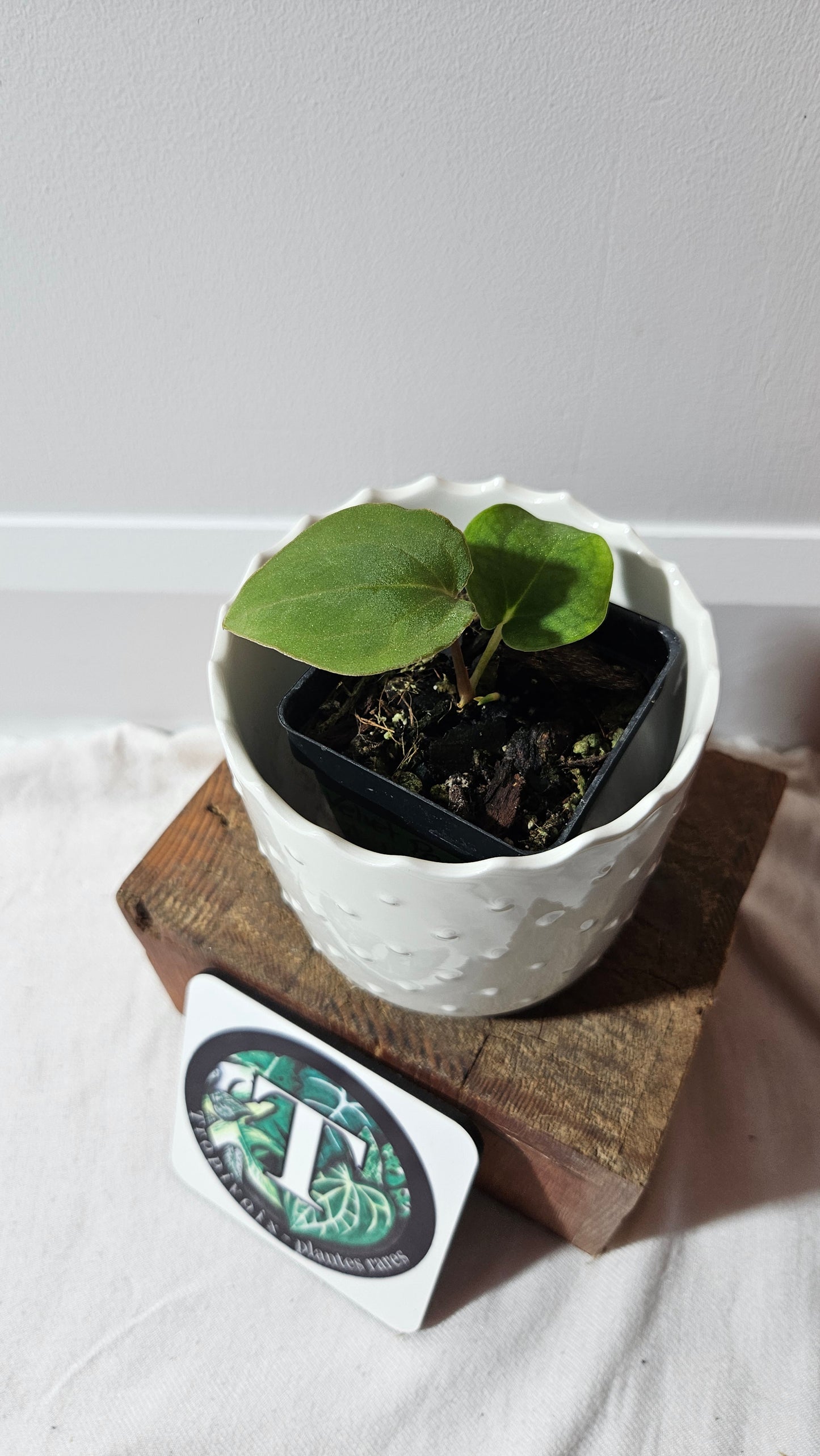 Anthurium Black Velvet Panama"format PETIT" (ANT-466)
