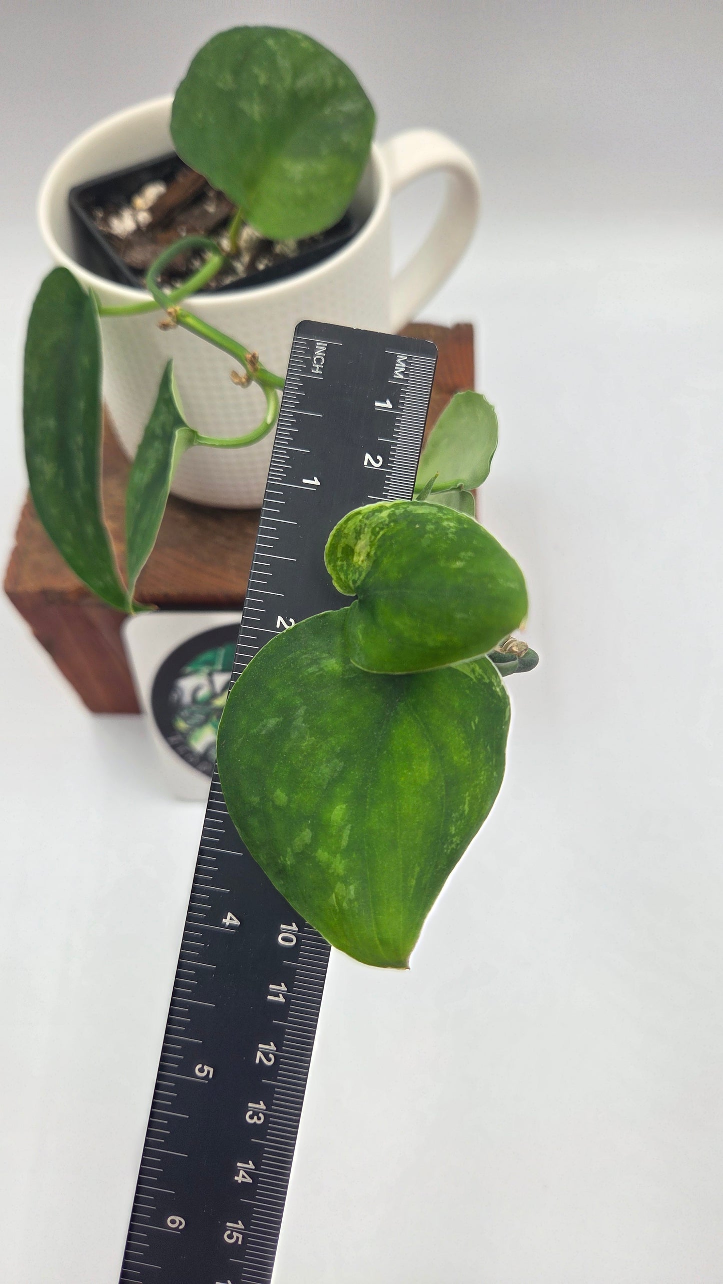 Scindapsus Silver Splash "Green on Green" (SCI-813)