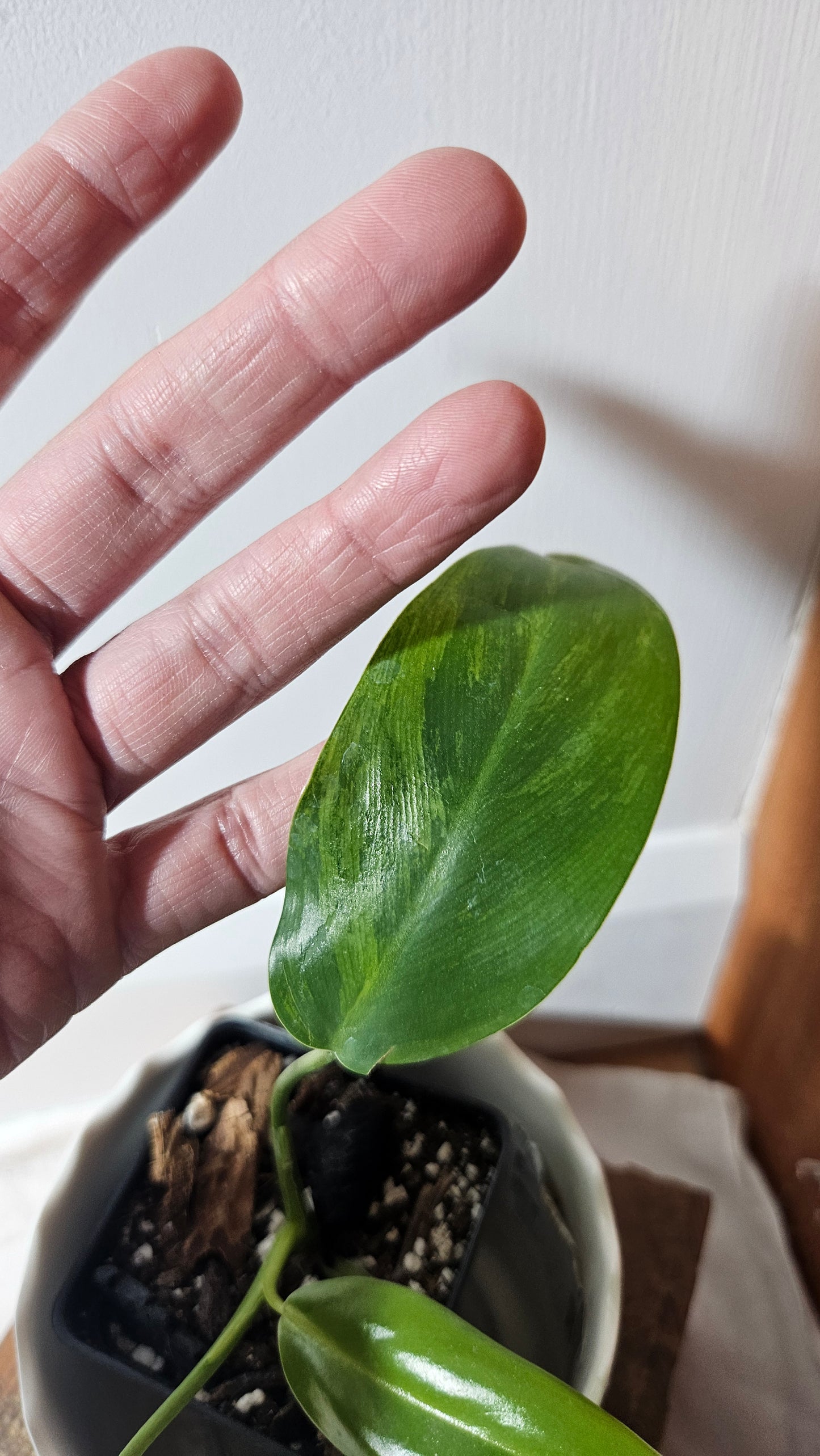 Philodendron Avocado Shake (PHI-773)