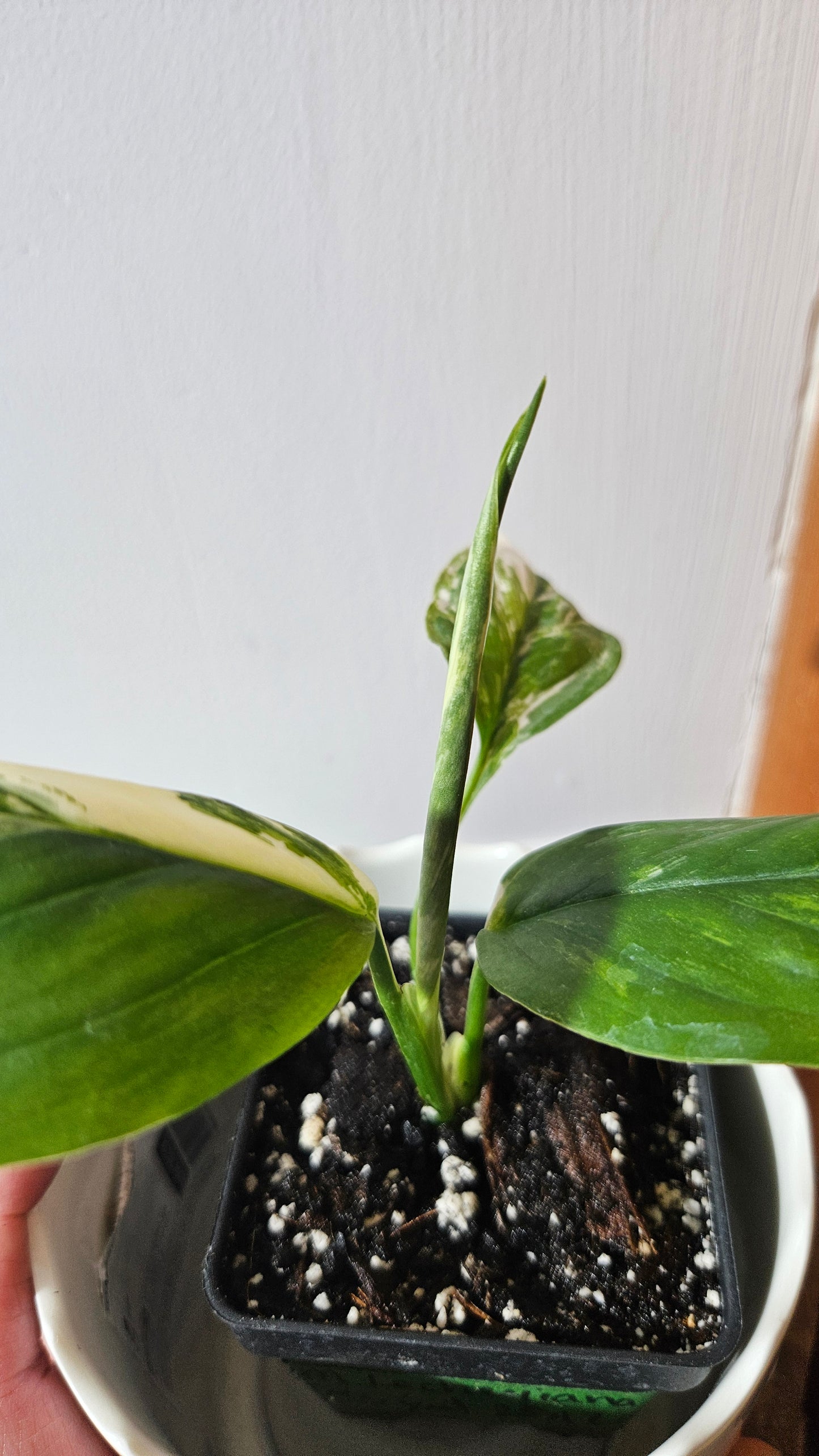 Monstera Lechleriana Albo (MON-410)