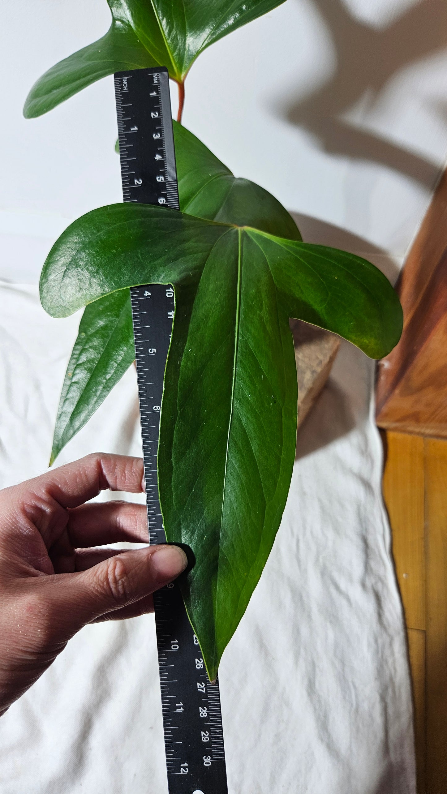 Anthurium Pinkleyi "format LARGE" (ANT-263)