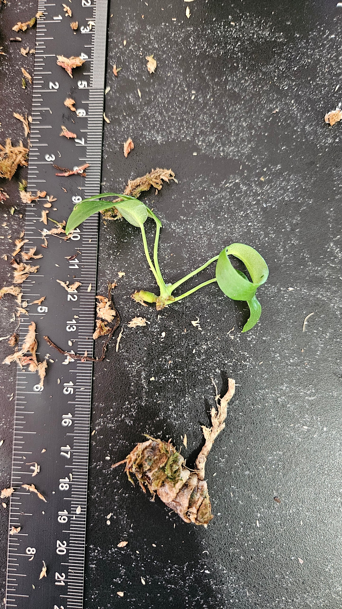 Anthurium Pallidiflorum Black "format SEEDLING"(ANT-570)