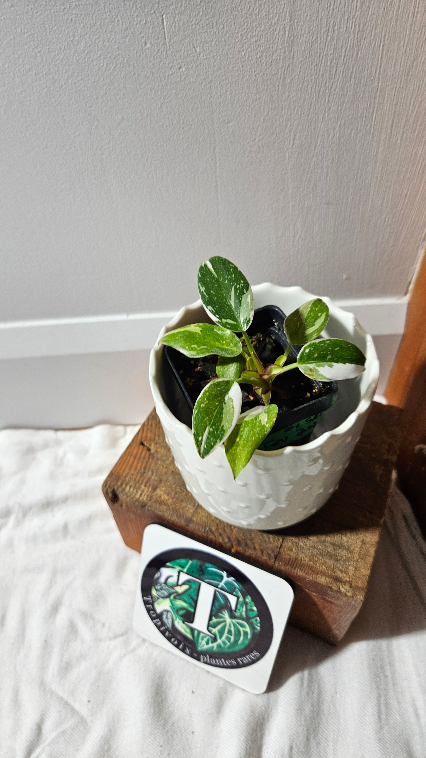 Philodendron White Princess (PHI-884)