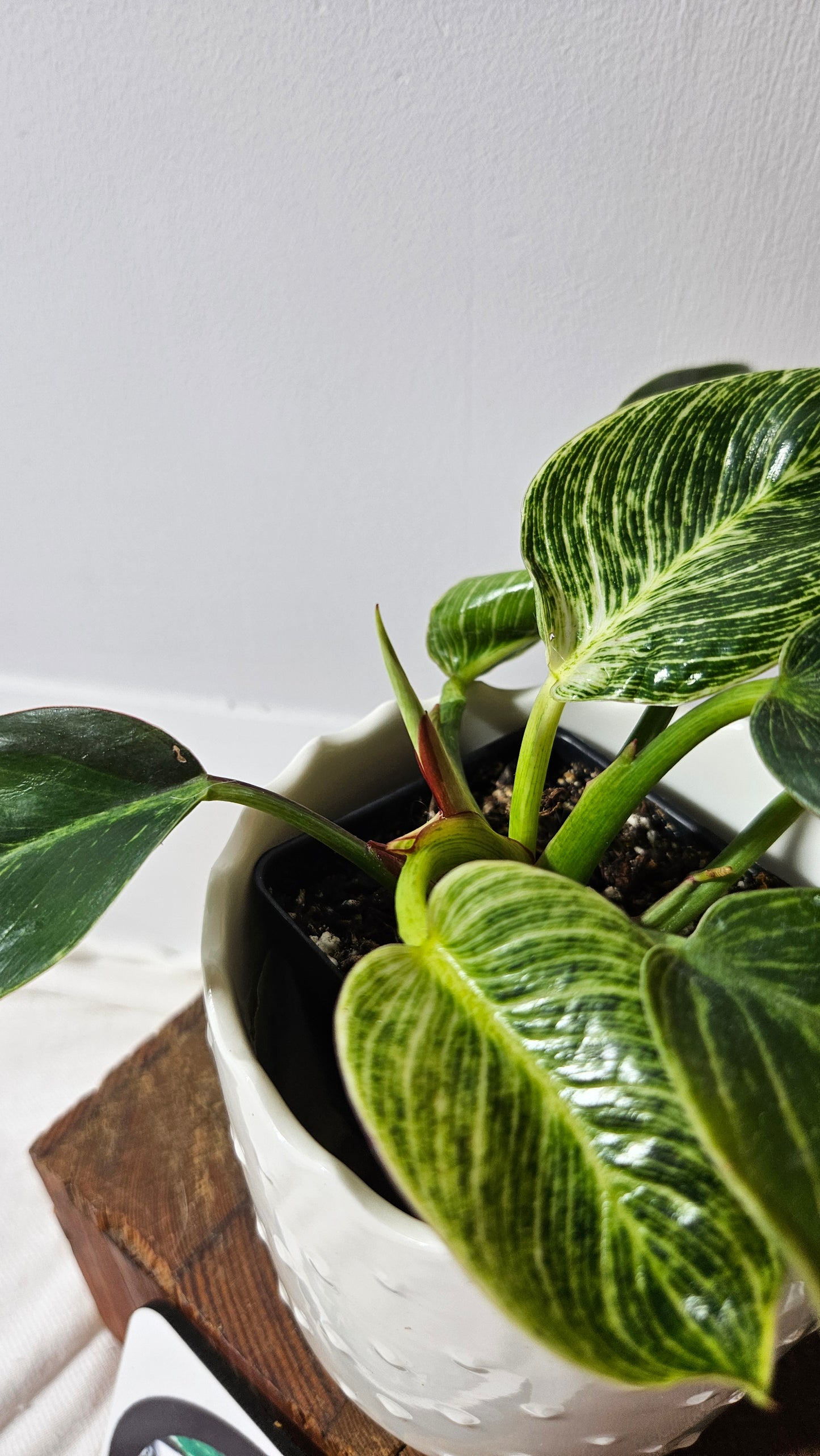 Philodendron Birkin (PHI-851)
