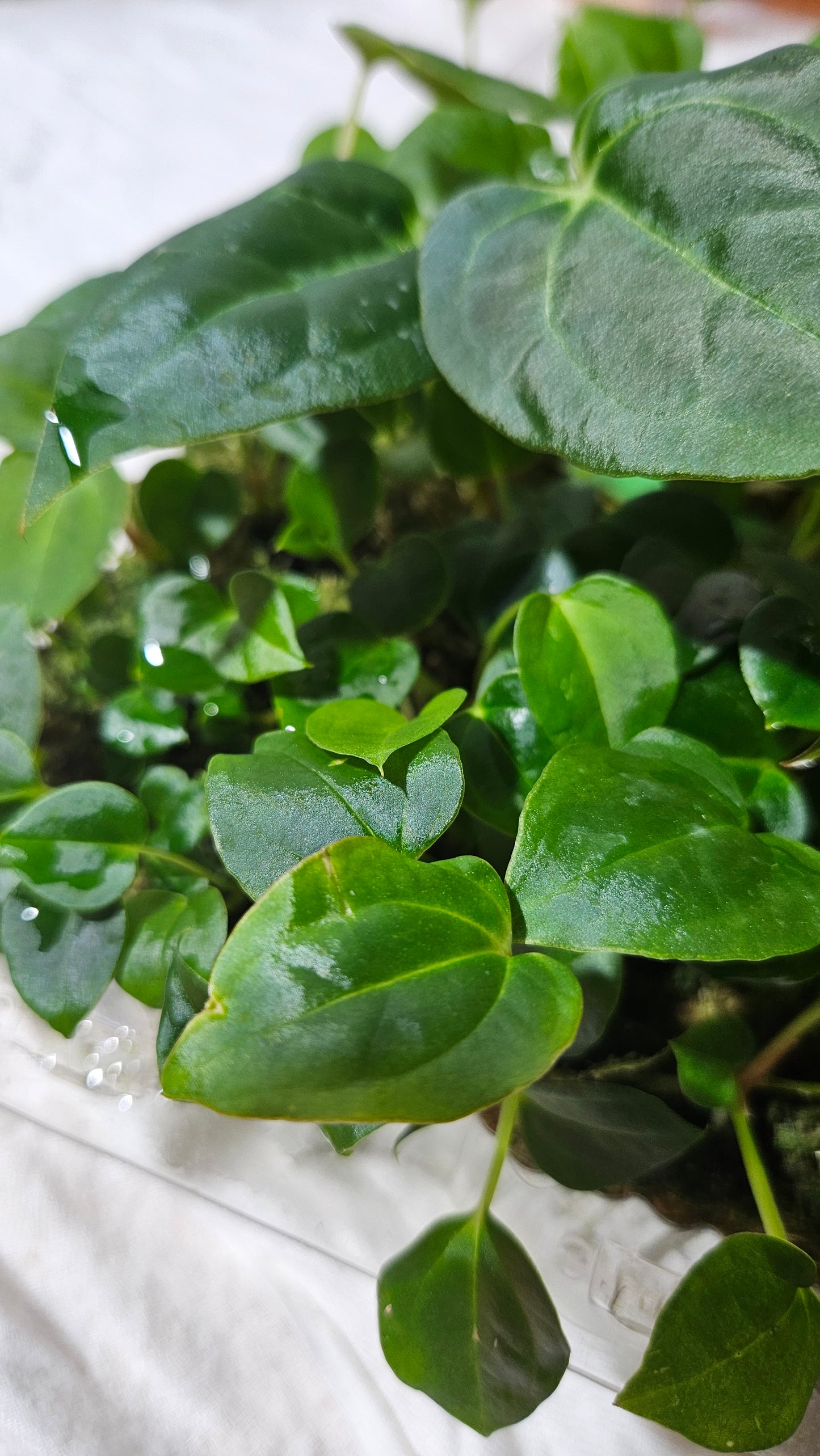 Anthurium Papillilaminum "format SEEDLING"