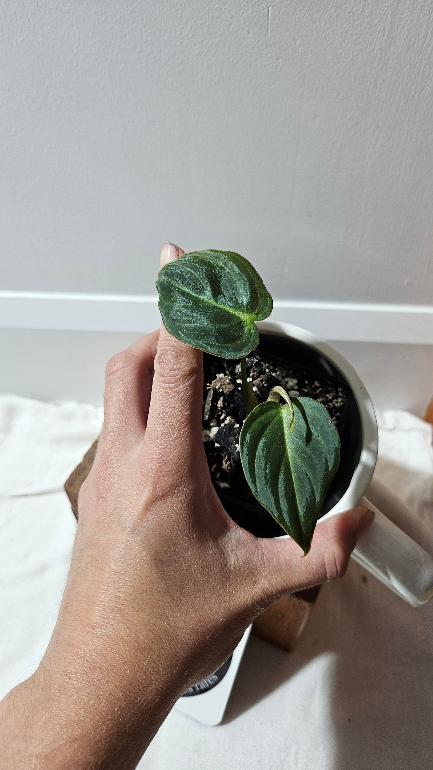 Philodendron Glorious (PHI-903)