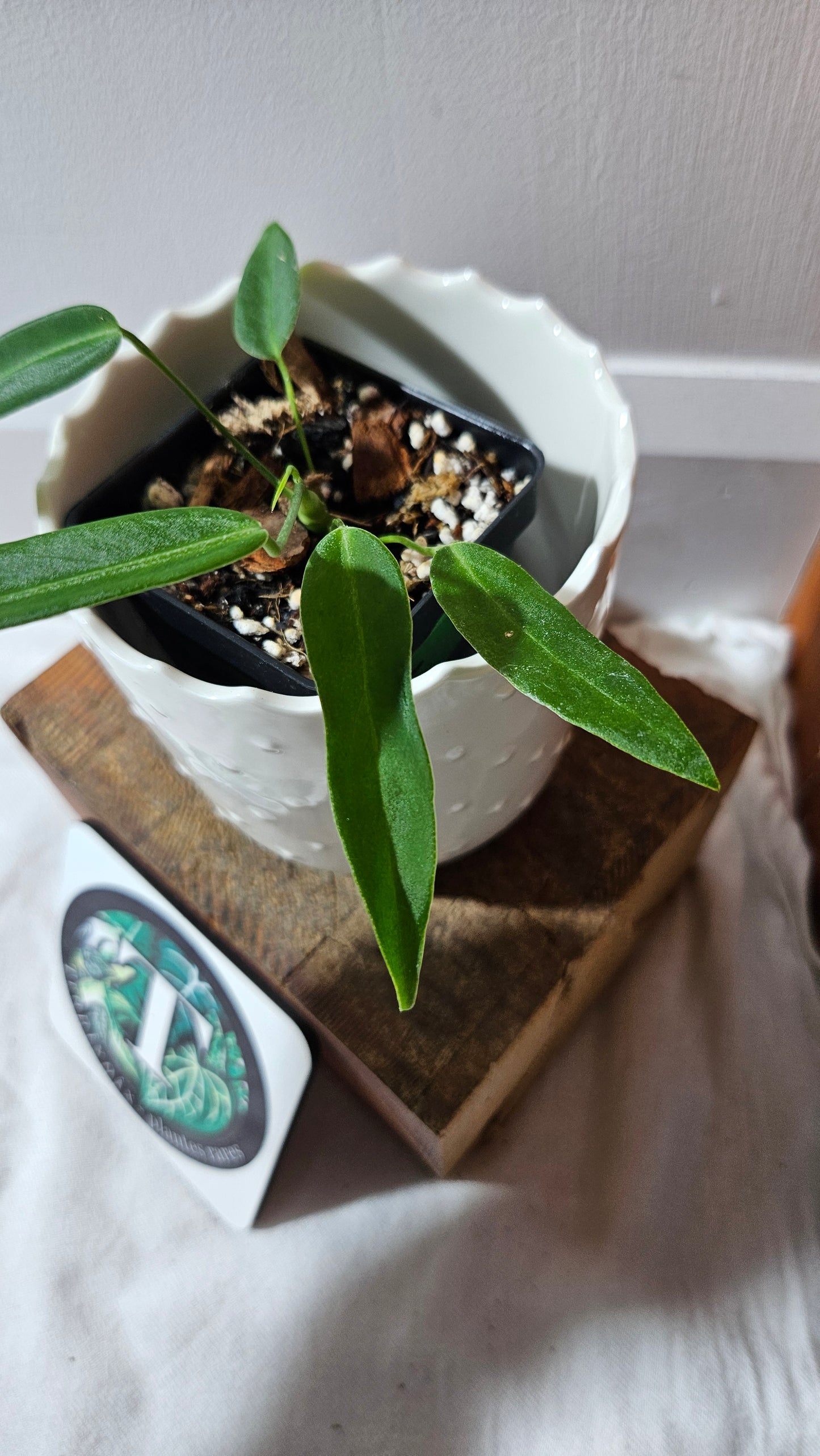 Anthurium Pallidiflorum Super Black "format PETIT"(ANT-450)