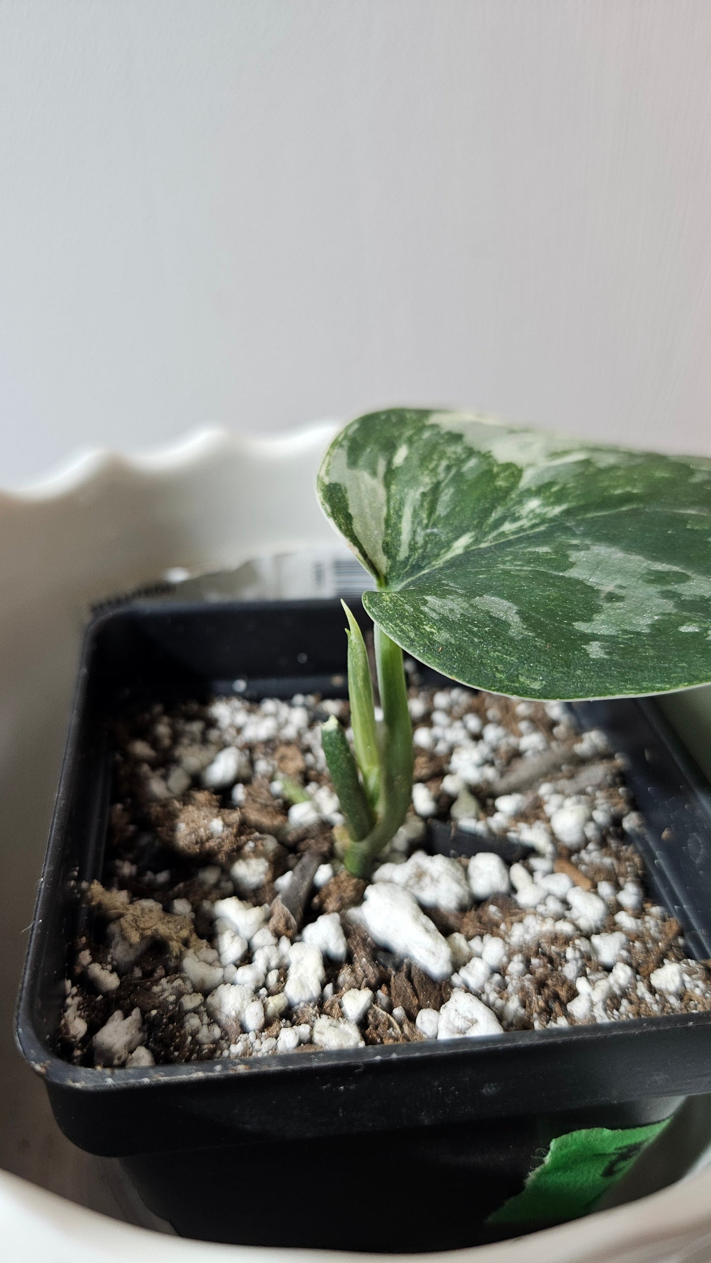 Scindapsus Exotica Salaka Variegata (SCI-749)
