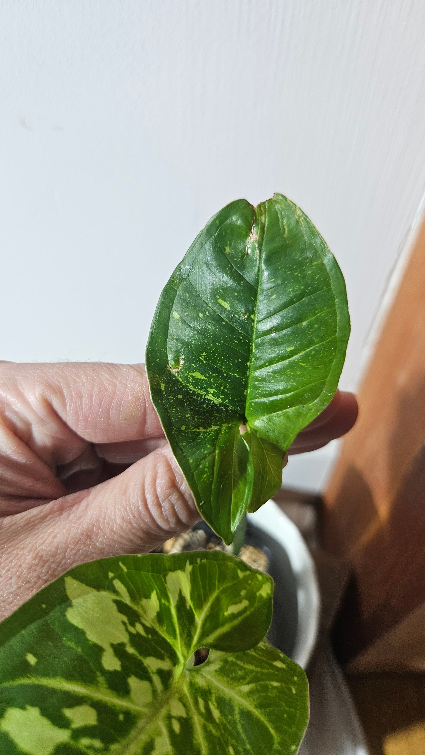 Syngonium Panda/Indo (SYN-421)