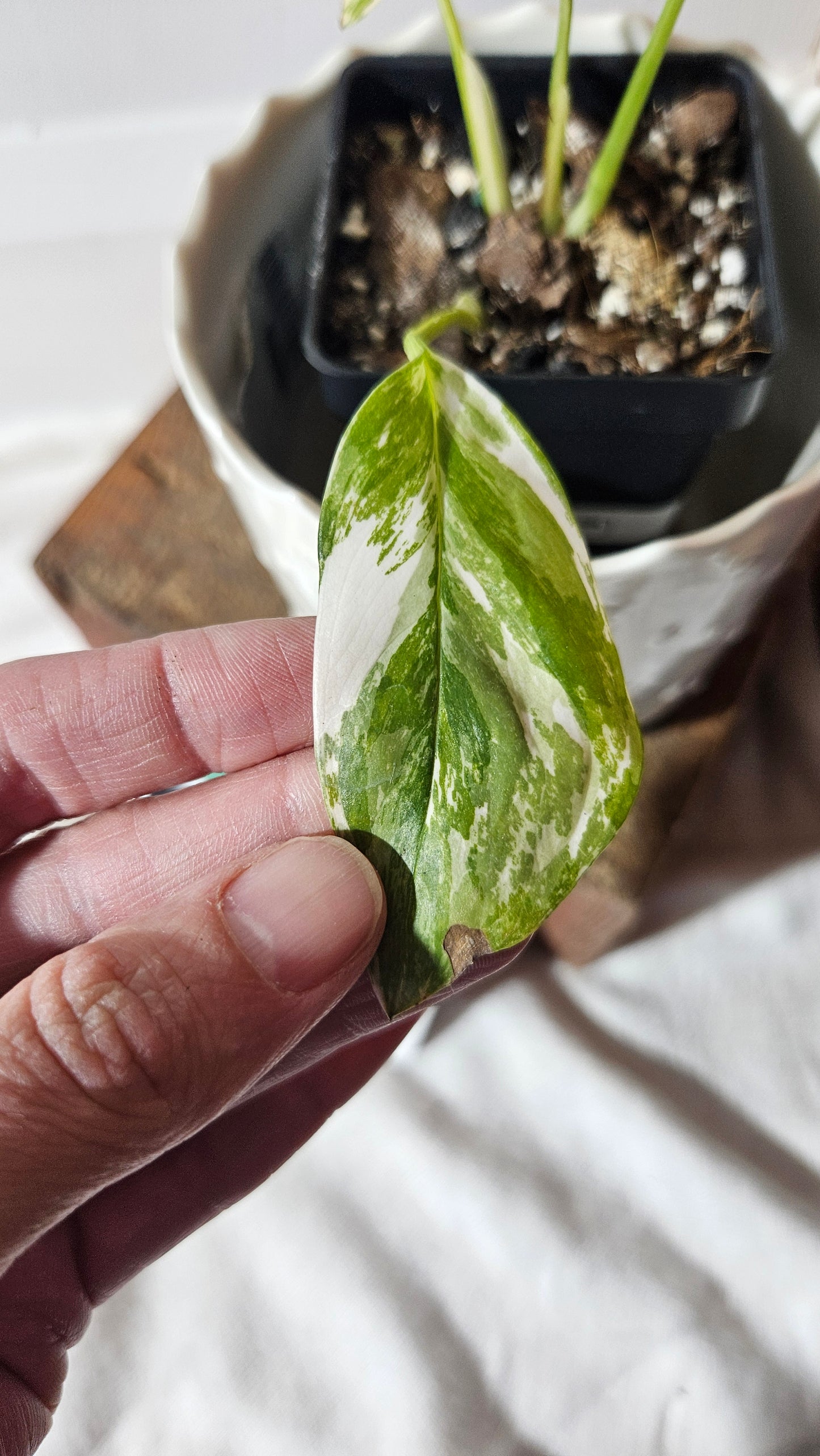 Monstera Lechleriana Albo (MON-399)