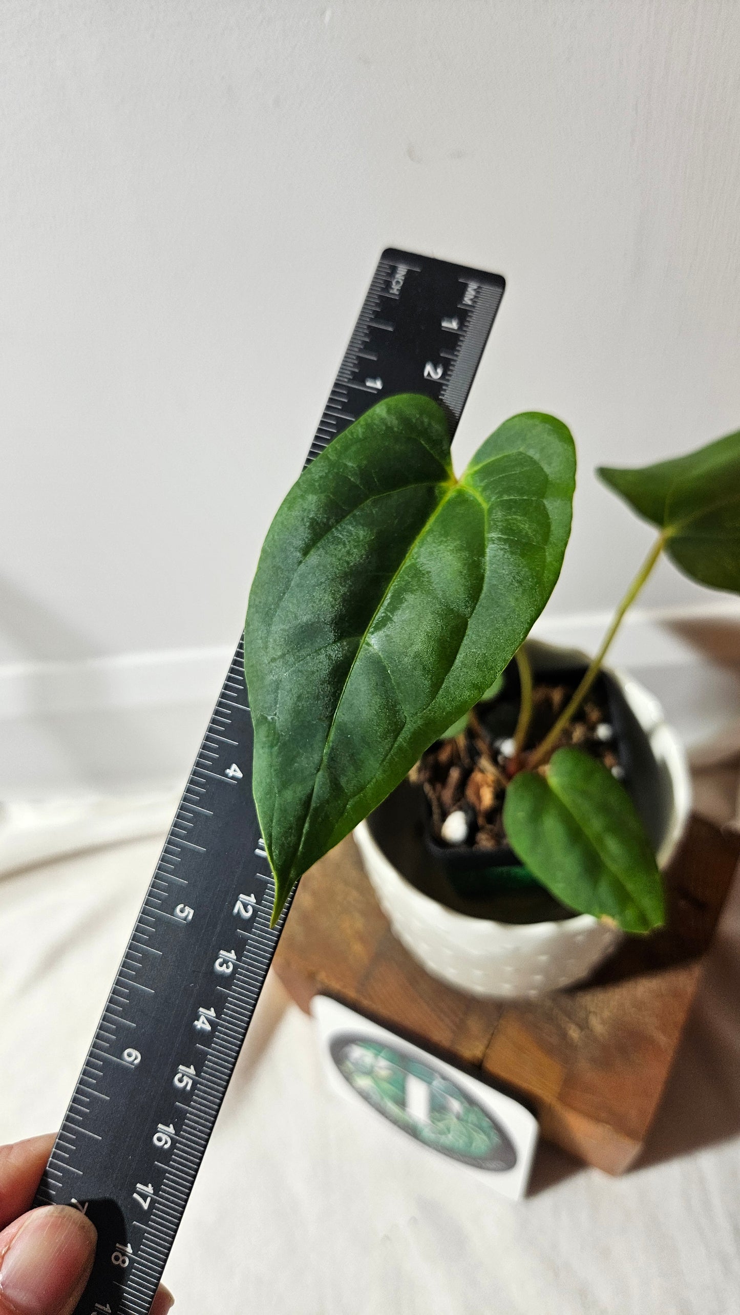 Anthurium Goliath X Red Spider "MEDIUM size" (ANT-318)