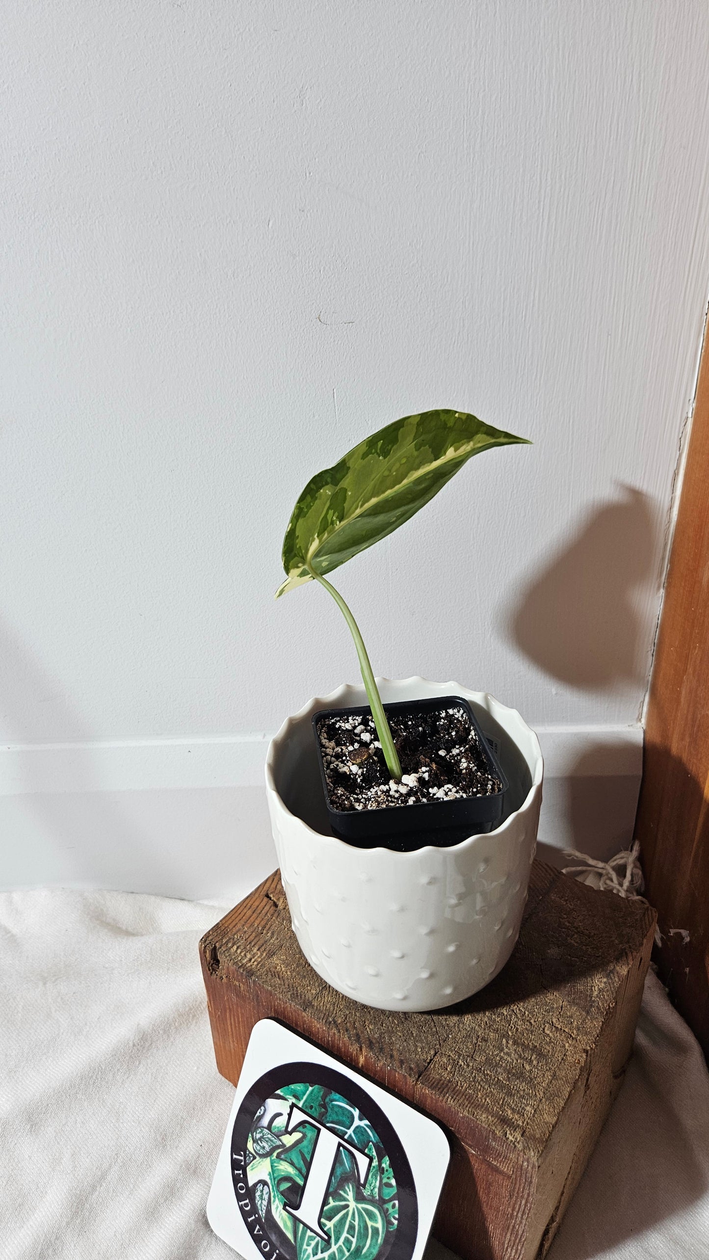 Syngonium Chiapense Albo (SYN-393)