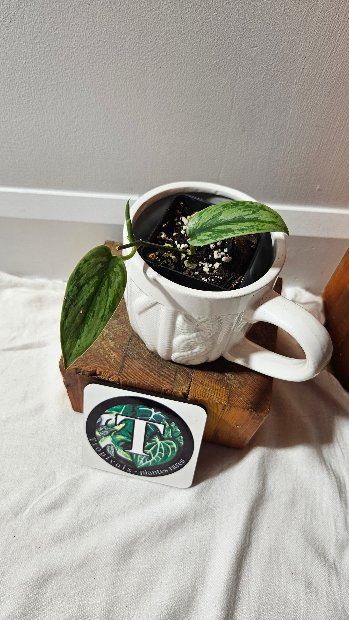 Scindapsus Army silver (SCI-1214)