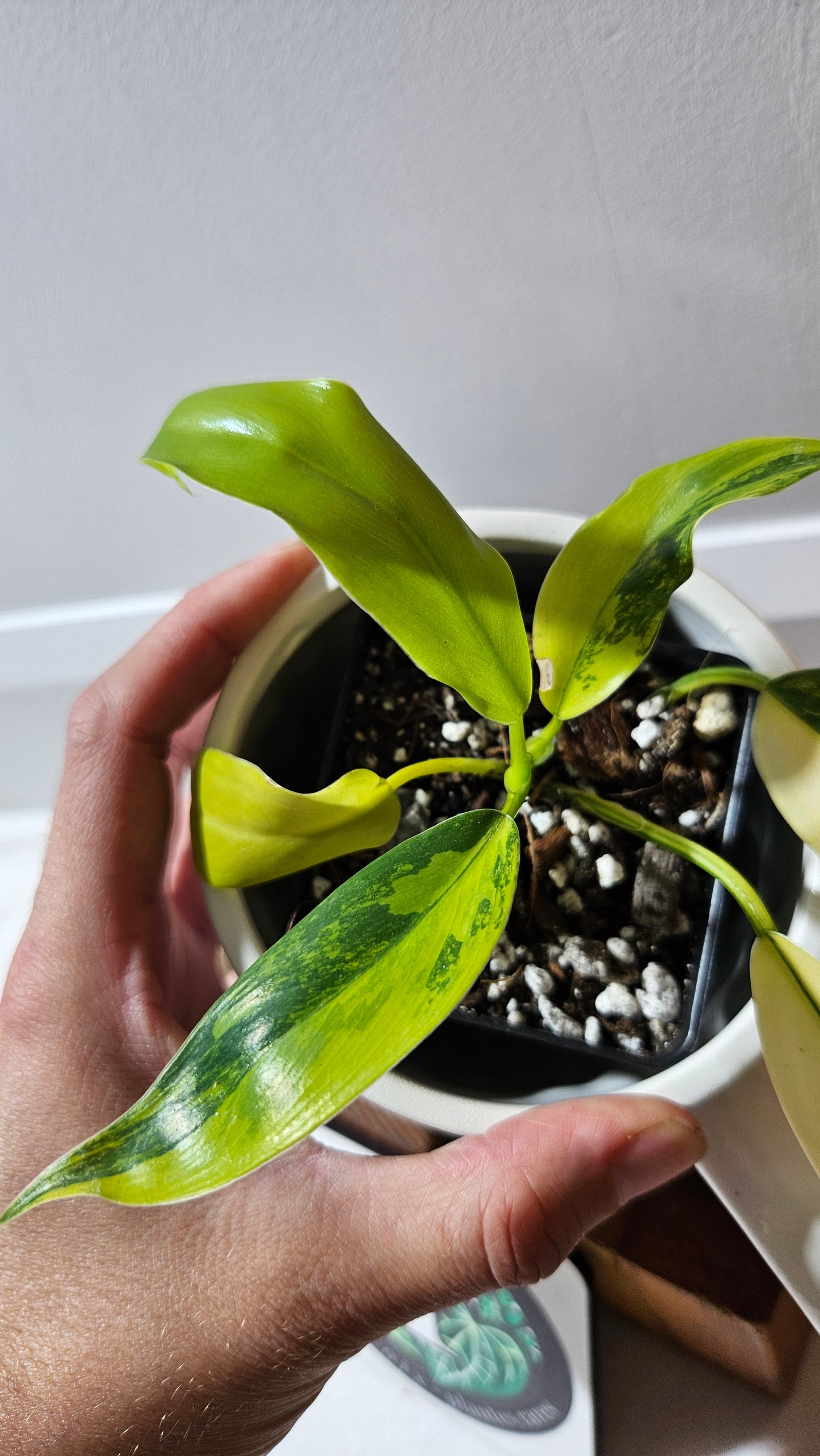 Philodendron Domesticum Variegata (PHI-911)