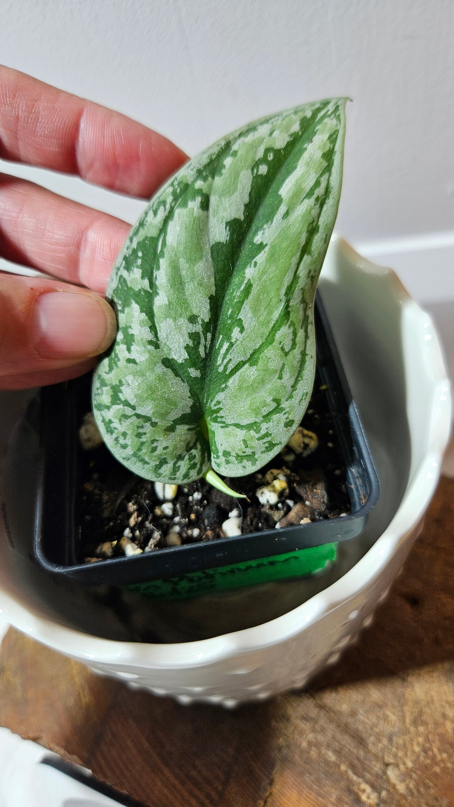 Scindapsus Tricolore silver Platinum (SCI-1318)