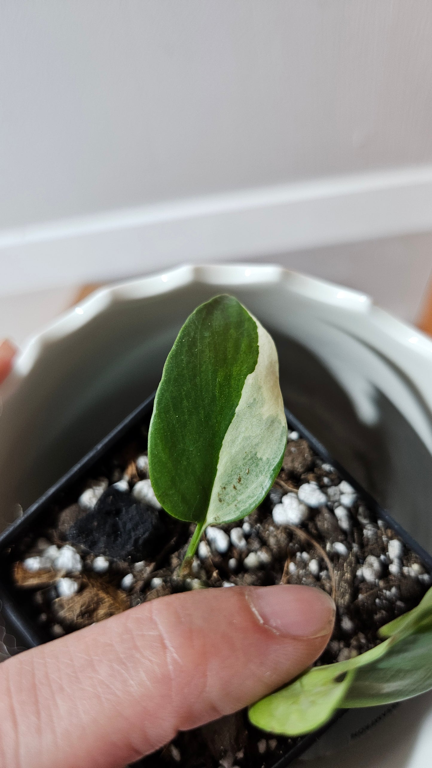 Rhaphidophora Tetrasperma Variegata (AUT-079)