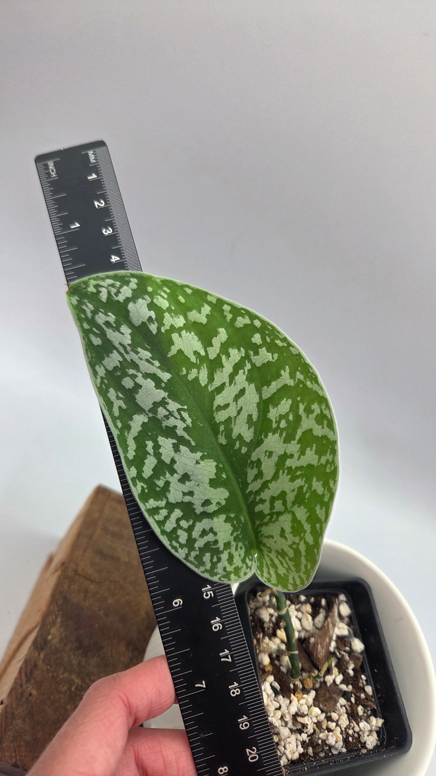 Scindapsus Silver Queen (SCI-950)
