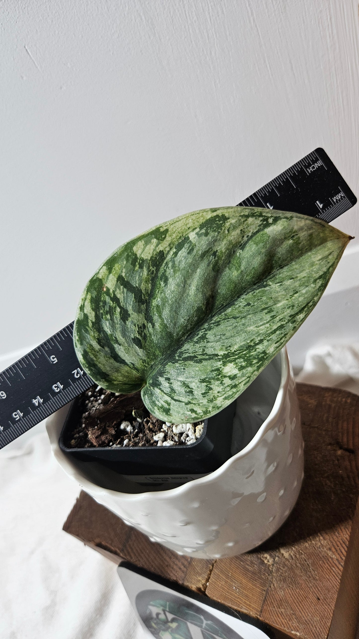 Scindapsus Hologram (SCI-826)