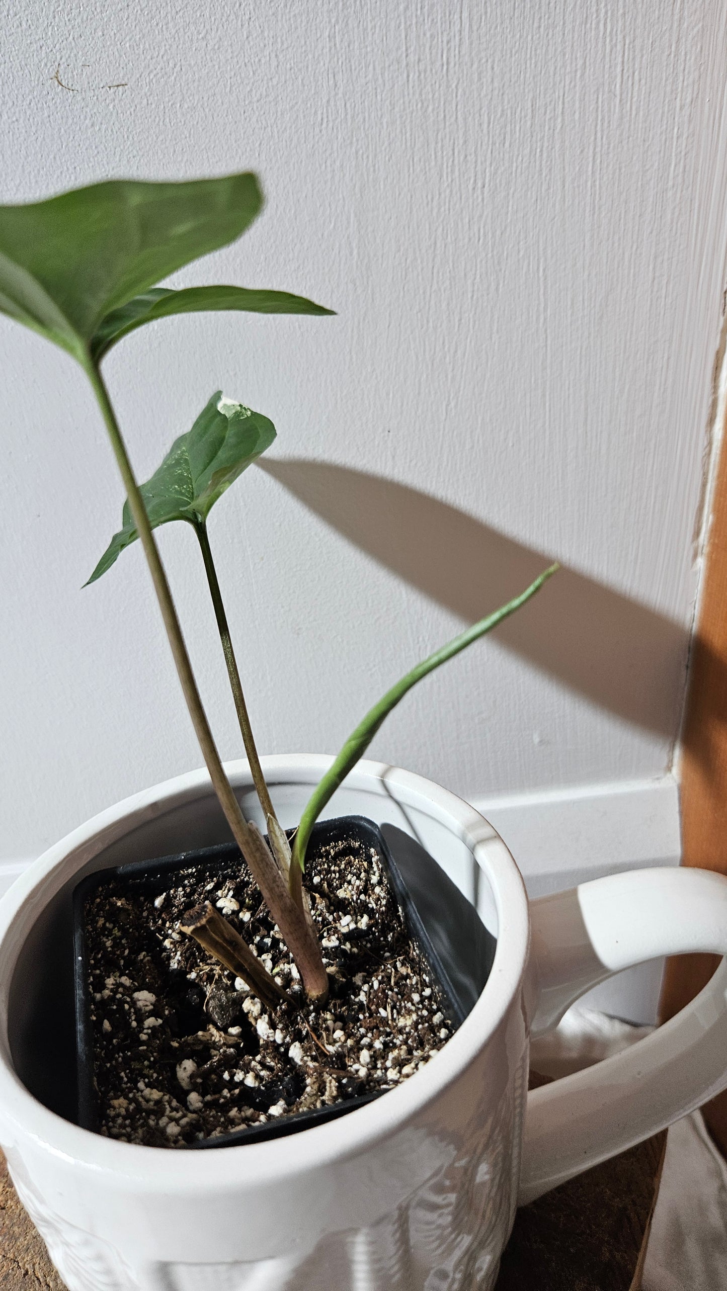 Syngonium Albo (SYN-469)