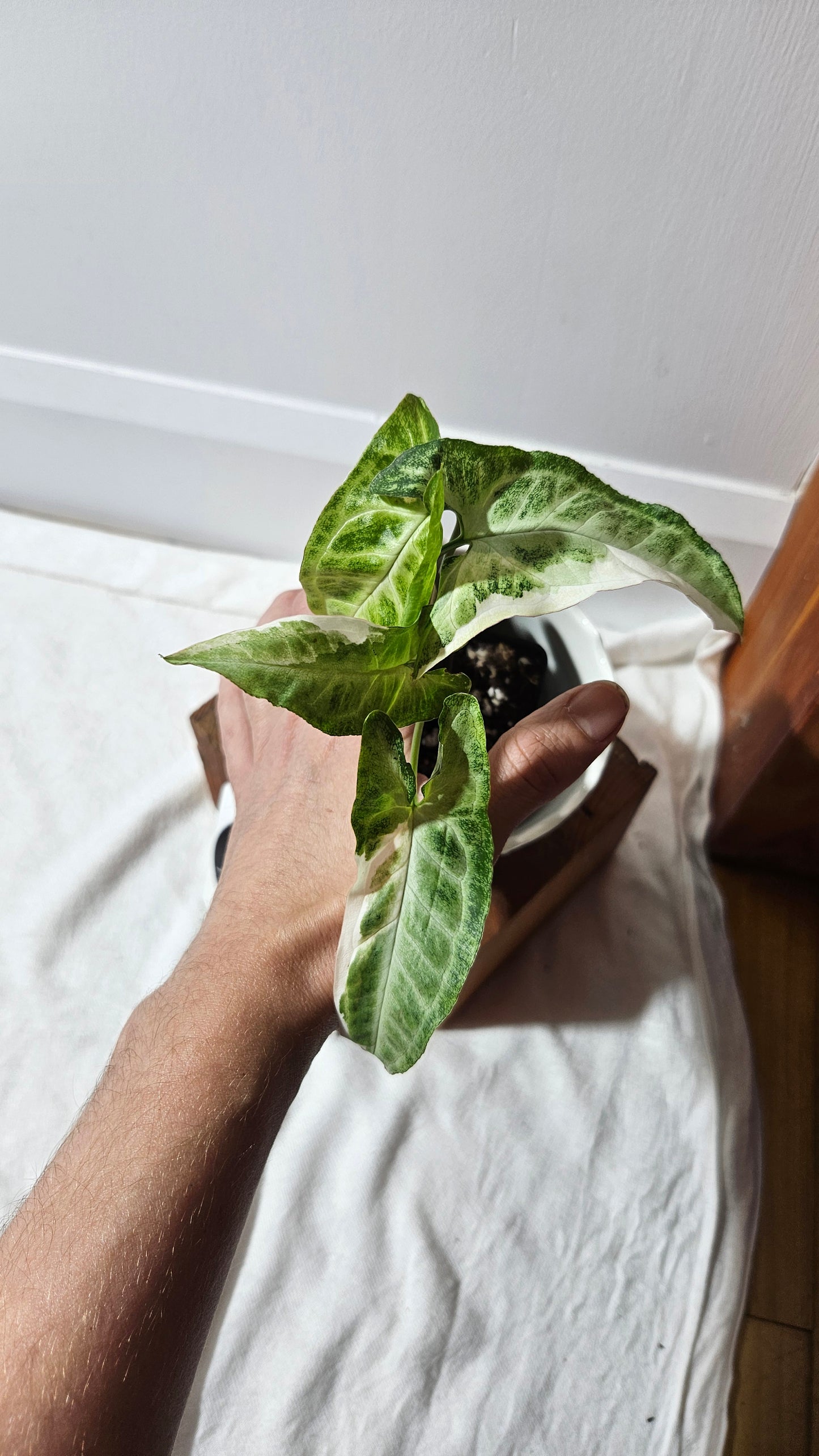 Syngonium T25 (SYN-428)