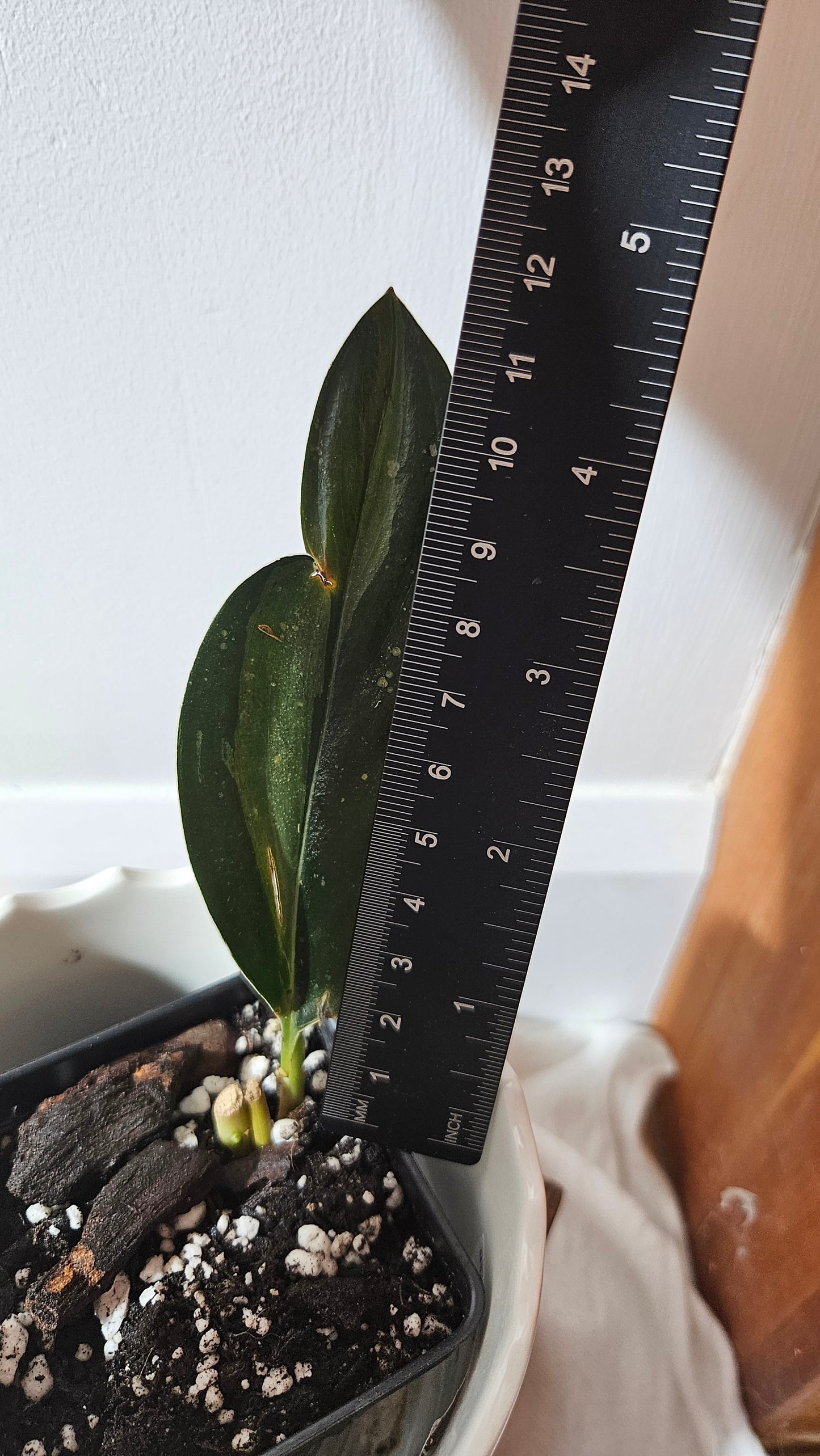 Scindapsus Treubii Dark Form silver (SCI-1011)