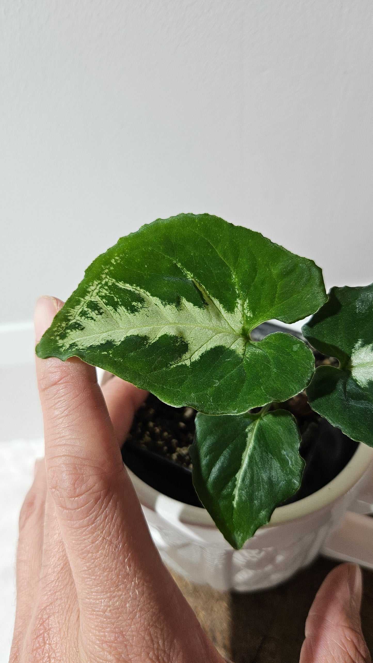Syngonium Wendlandii "Southern Star"(SYN-054)