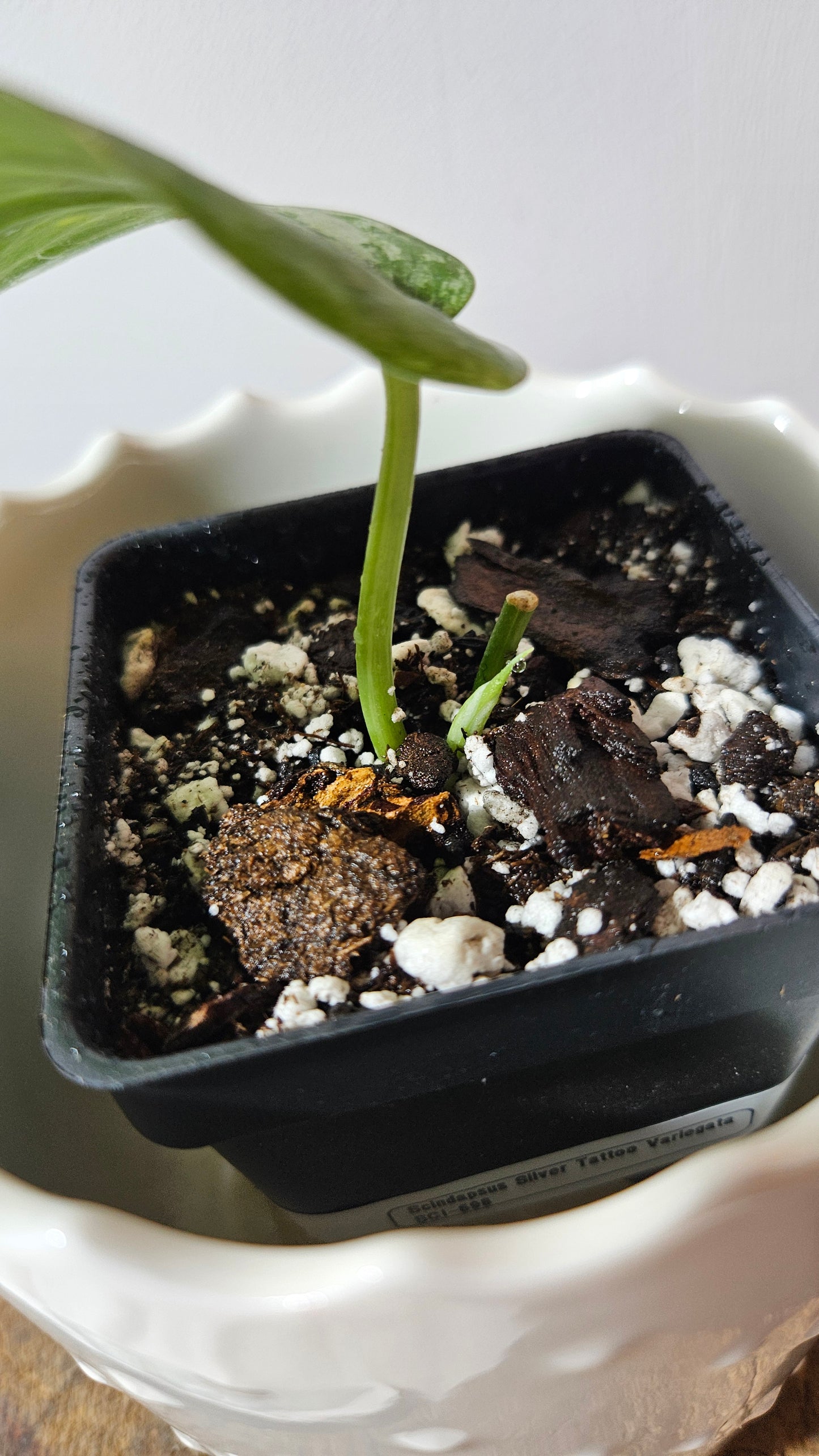 Scindapsus Silver Tattoo Variegata (SCI-698)