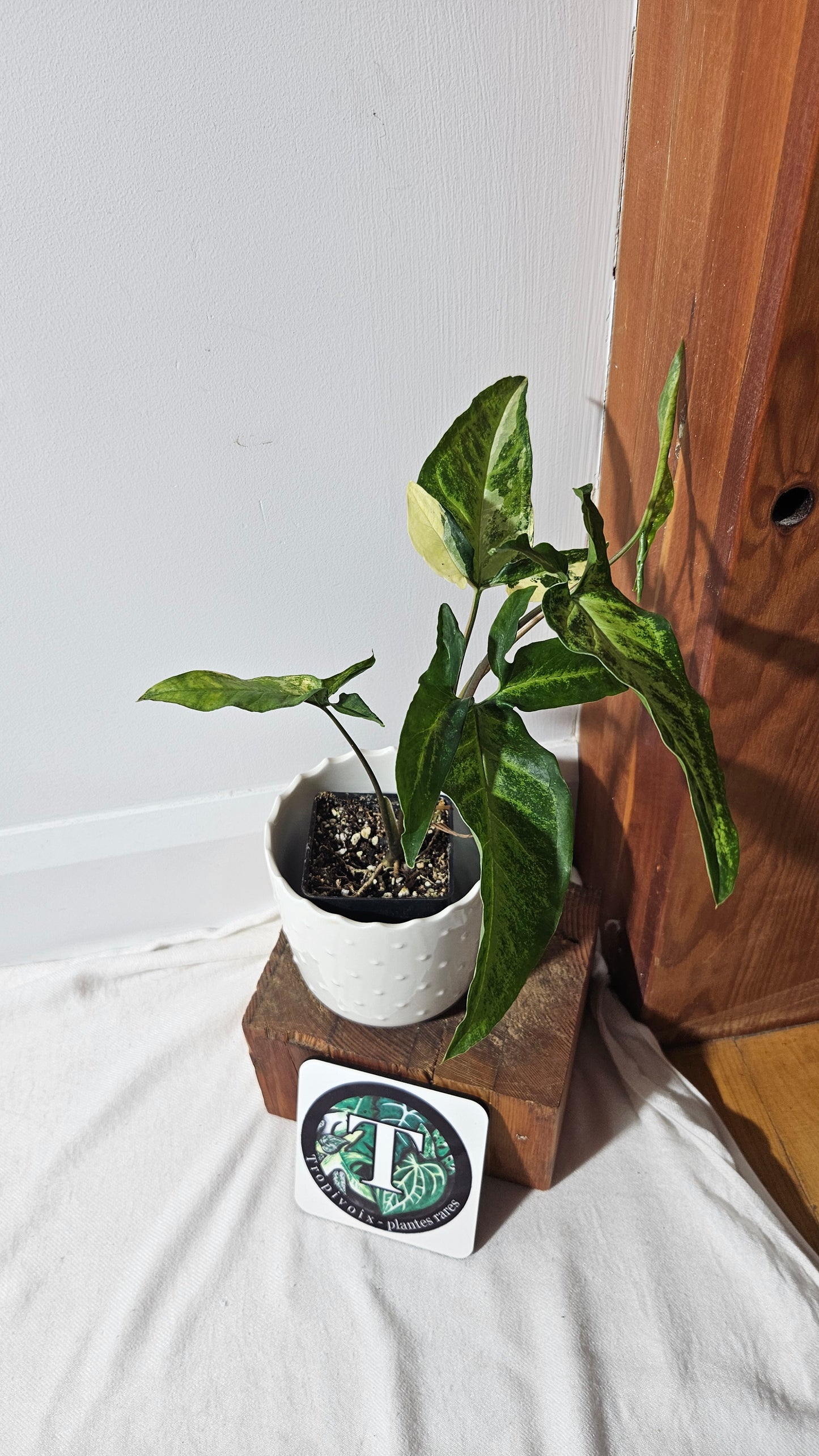 Syngonium Angustatum Albo (SYN-136)