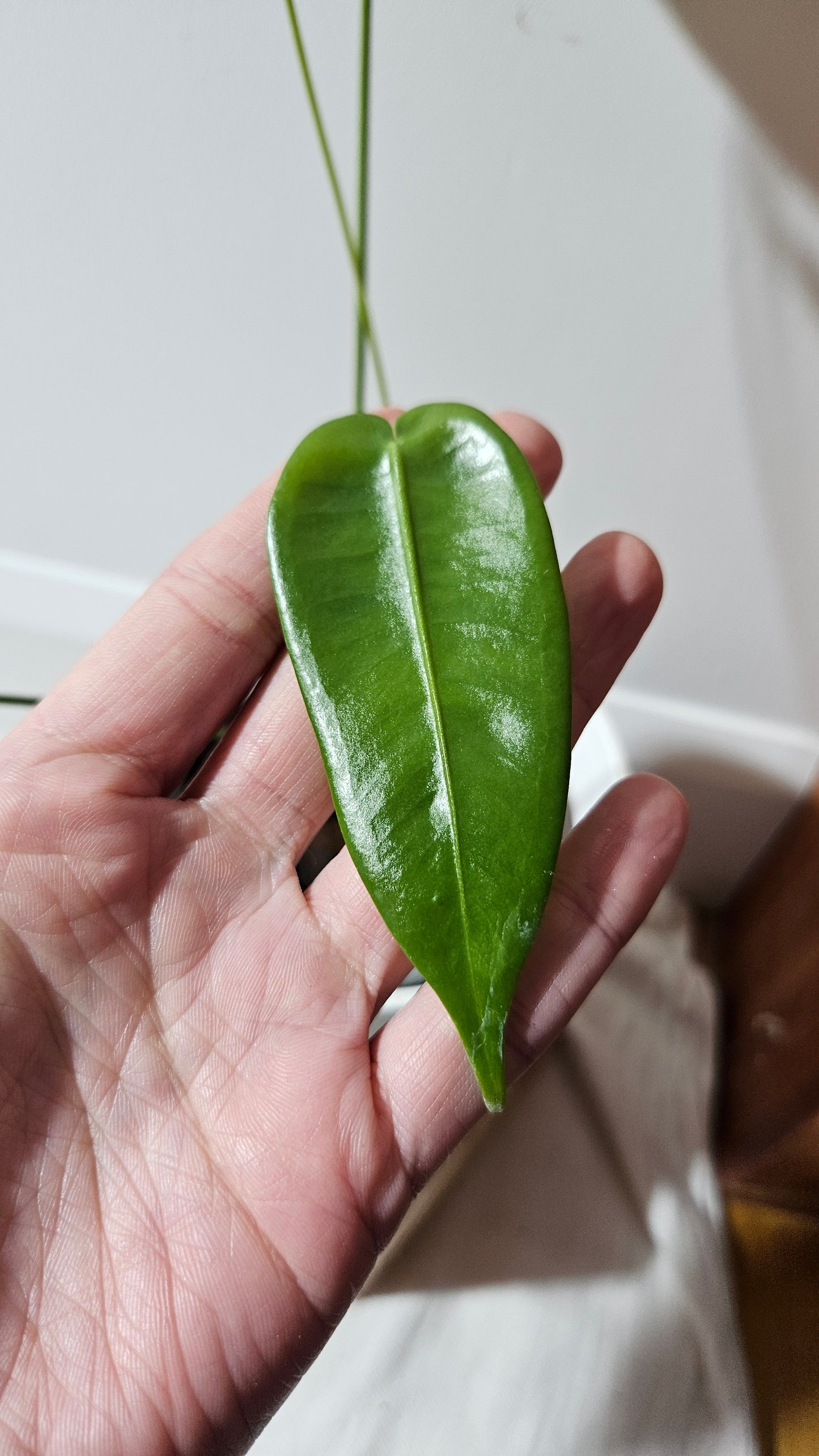 Anthurium Timplowmanii "format MOYEN" (ANT-482)