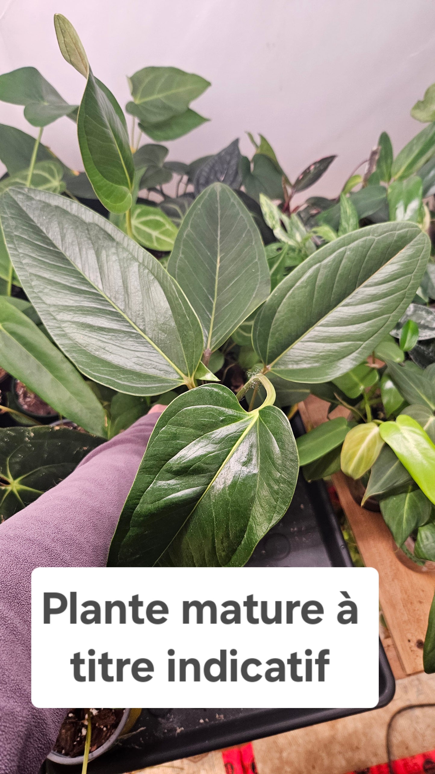 Anthurium Lingua "SMALL Format" (ANT-209)