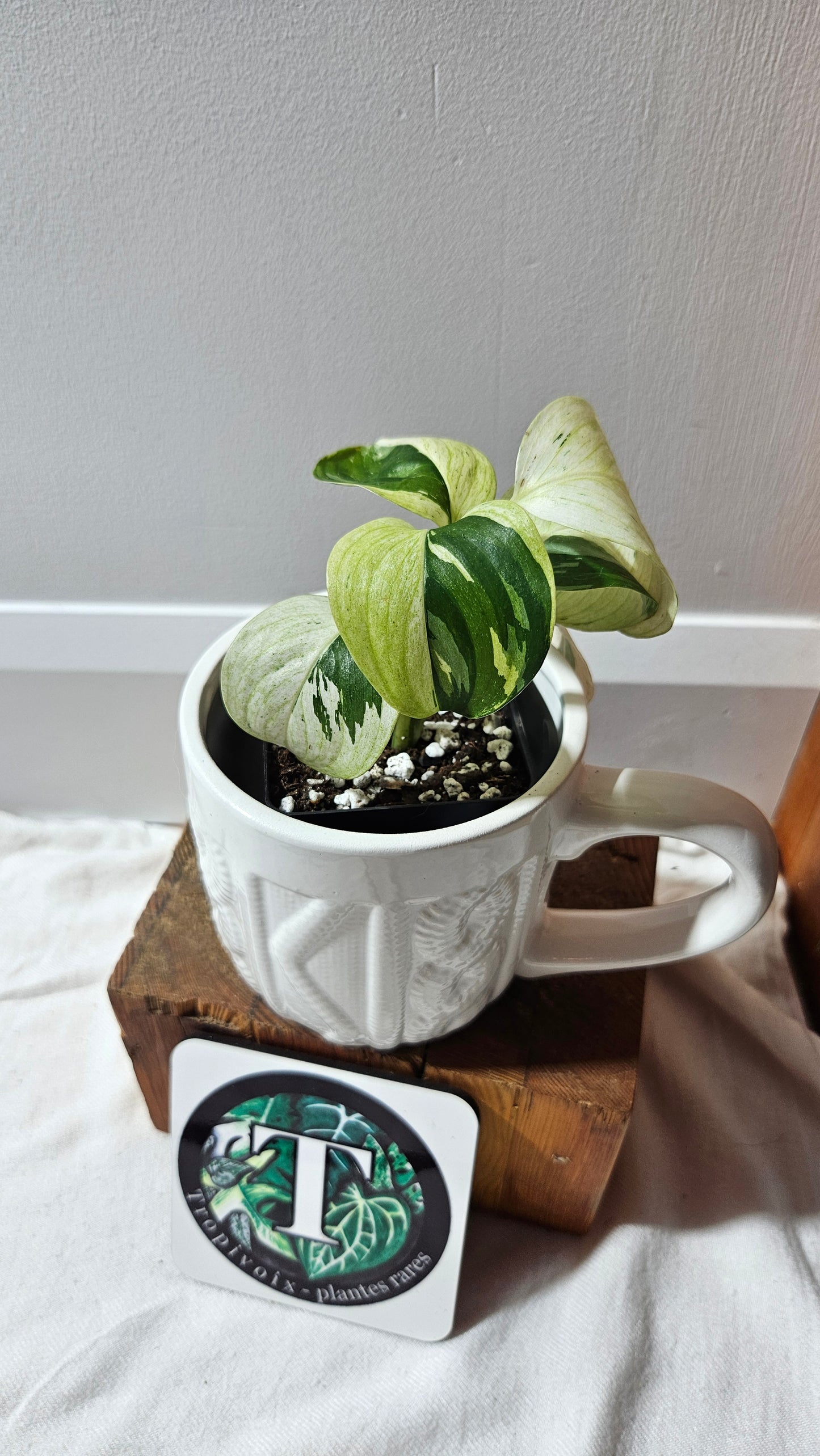 Scindapsus Blue Albo Tricolore (SCI-1240)