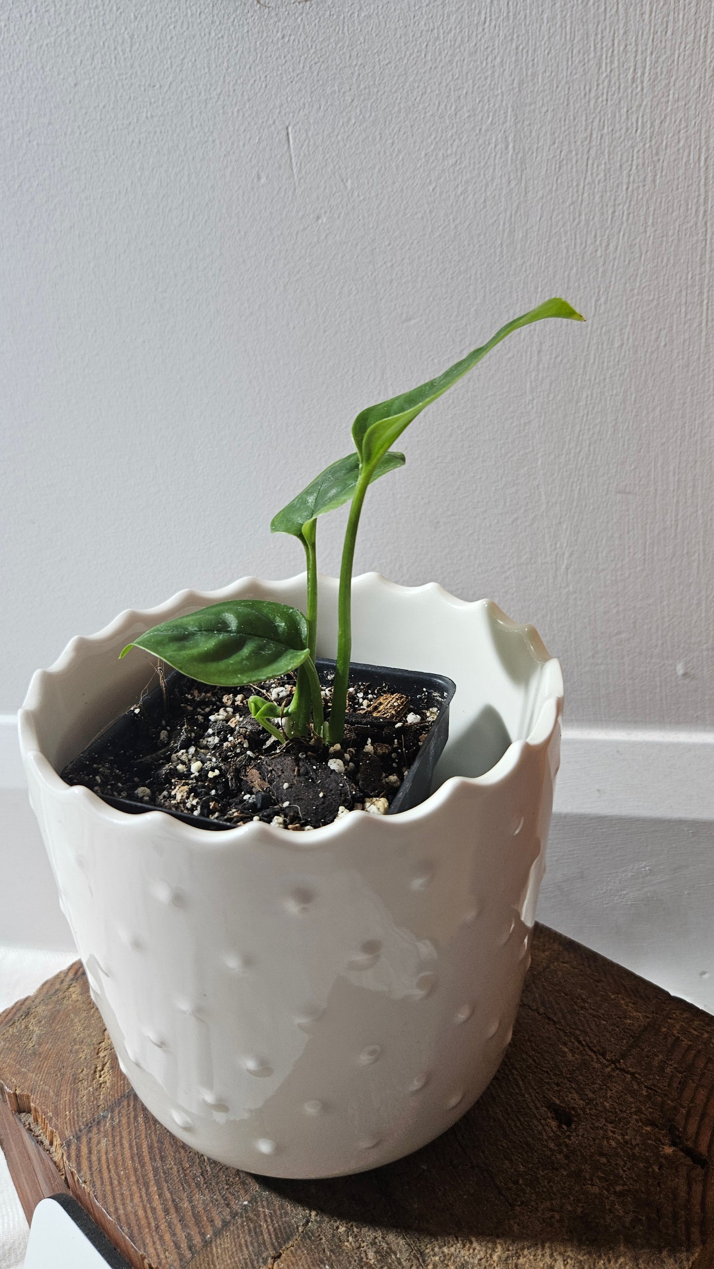 Monstera Obliqua Aff Limon (MON-433)