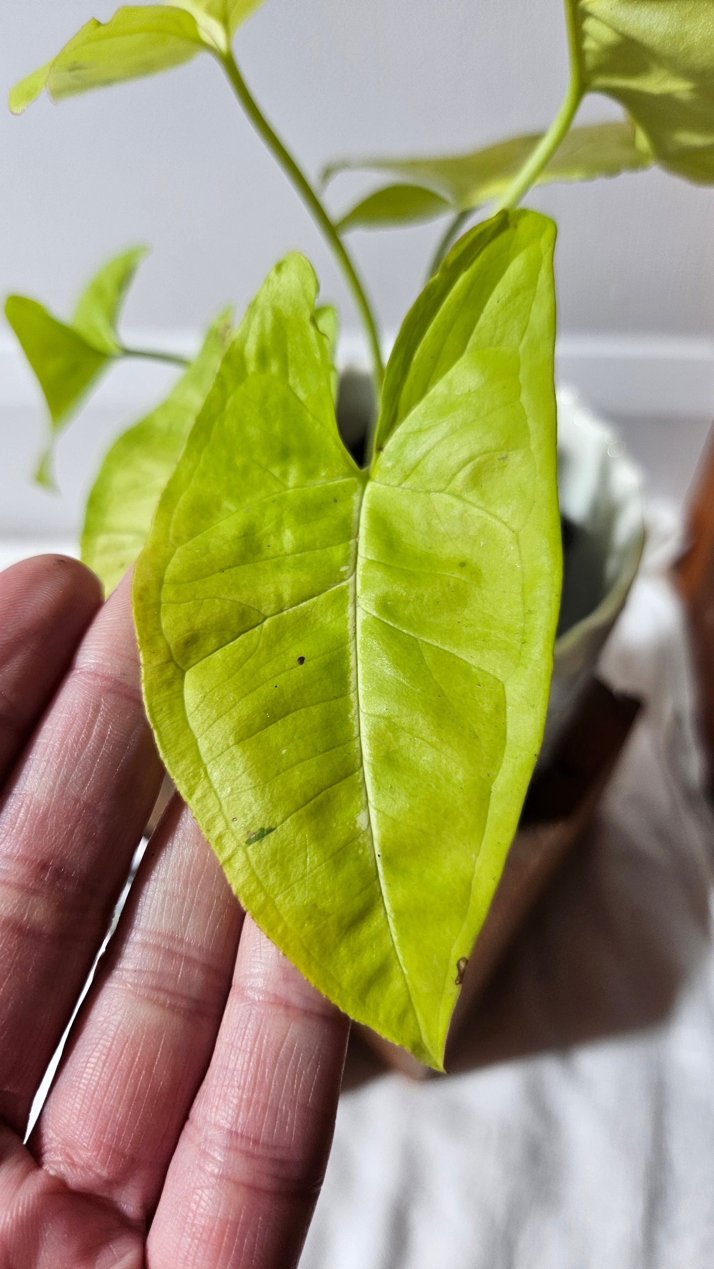 Syngonium Lime Soda Variegata (SYN-439)
