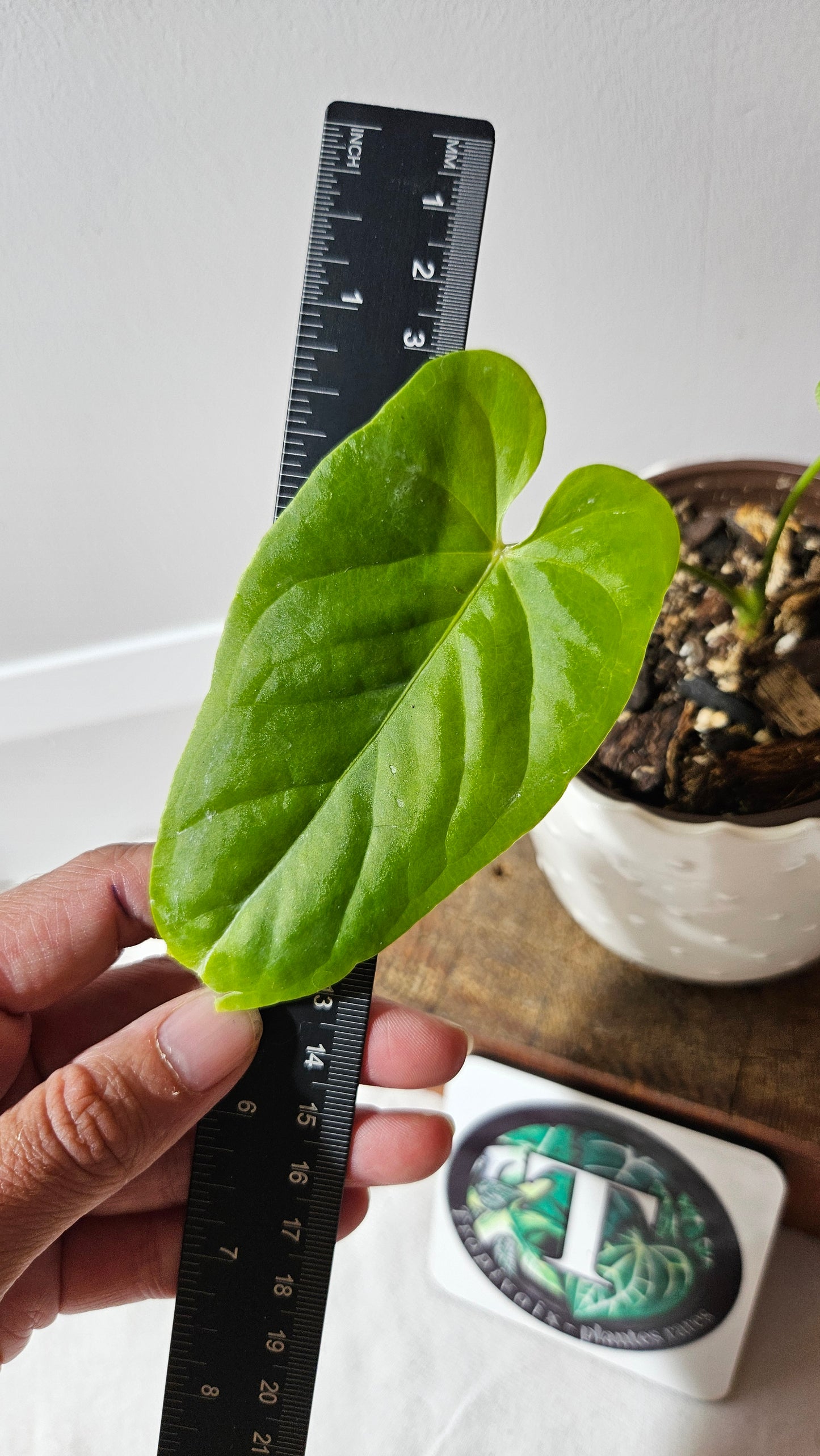 Anthurium Balaoanum "format PETIT" (ANT-533)