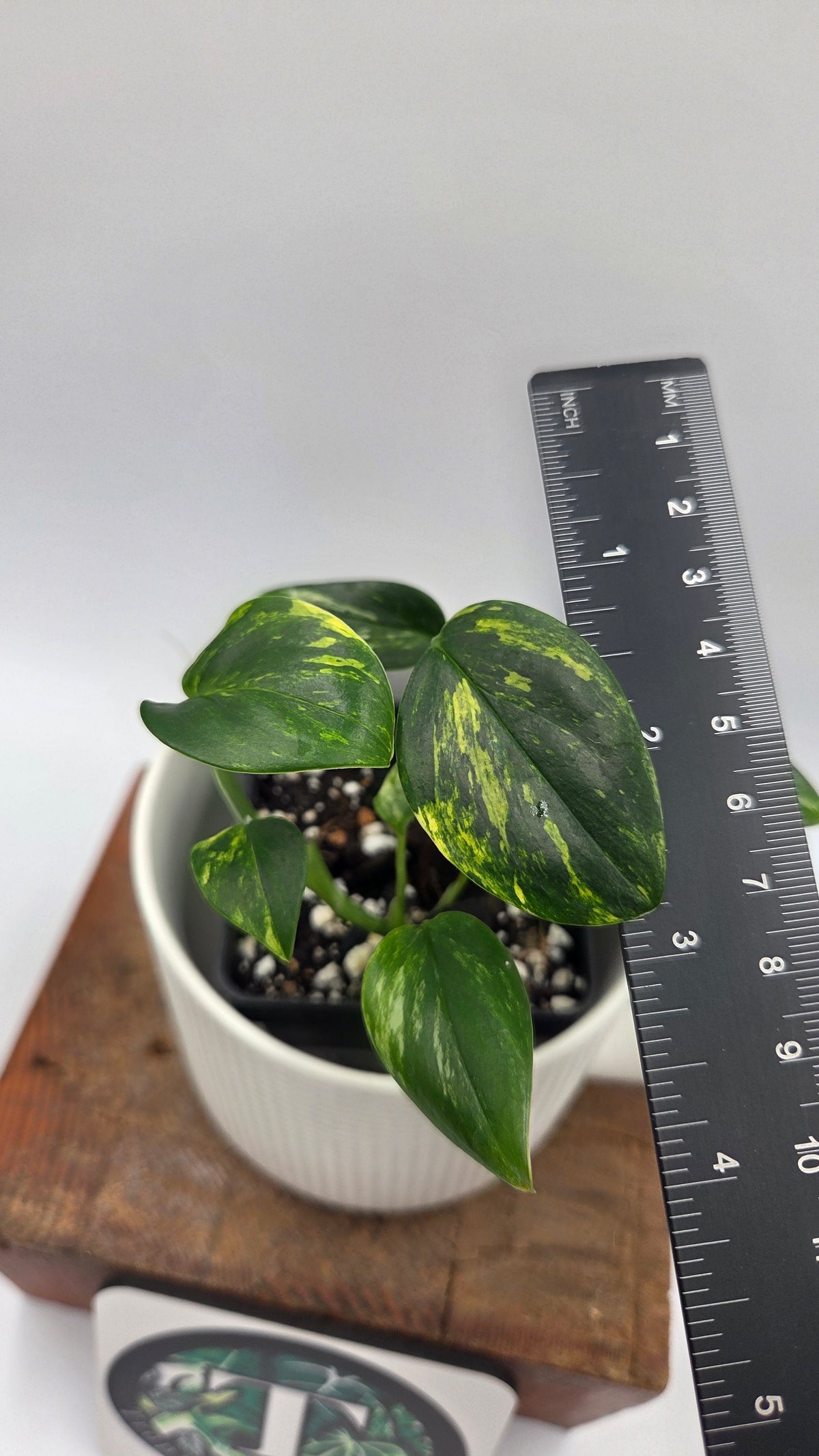 Monstera Standleyana Aurea (MON-585)