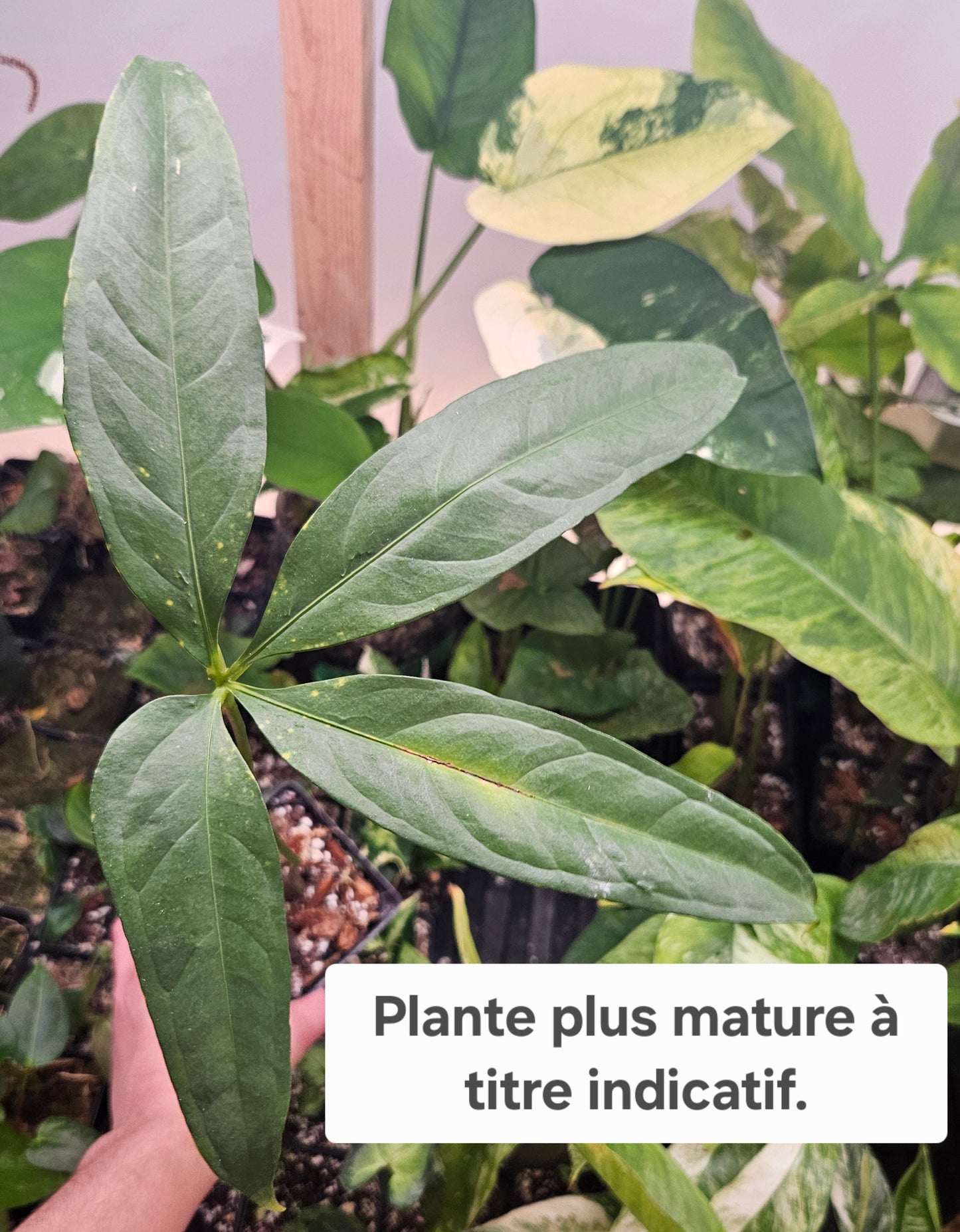 Anthurium Kunthii "format PETIT" (ANT-306)
