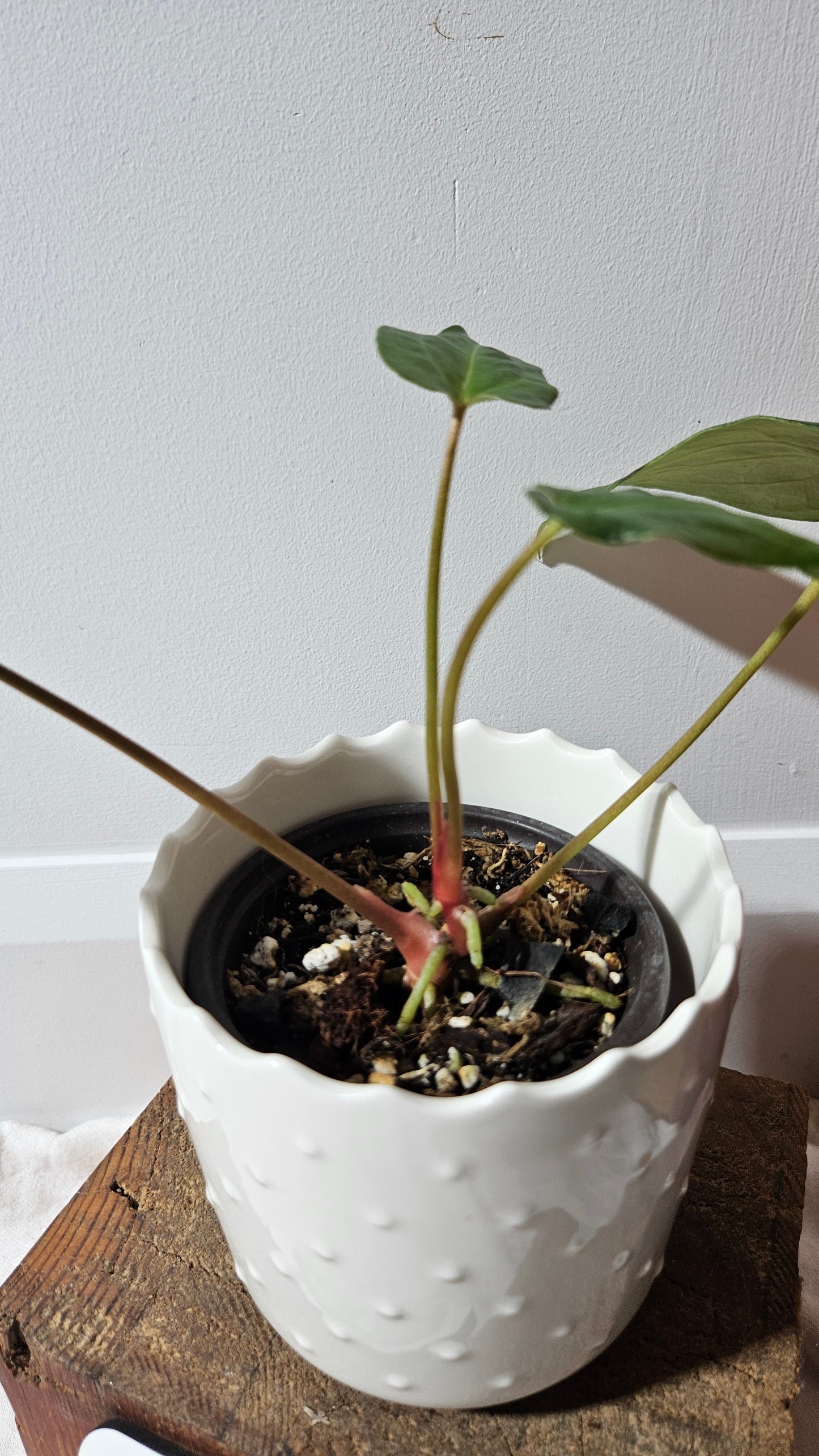 Anthurium Blue Ocean (Blue Papi X AOS) "format MOYEN" (ANT-316)