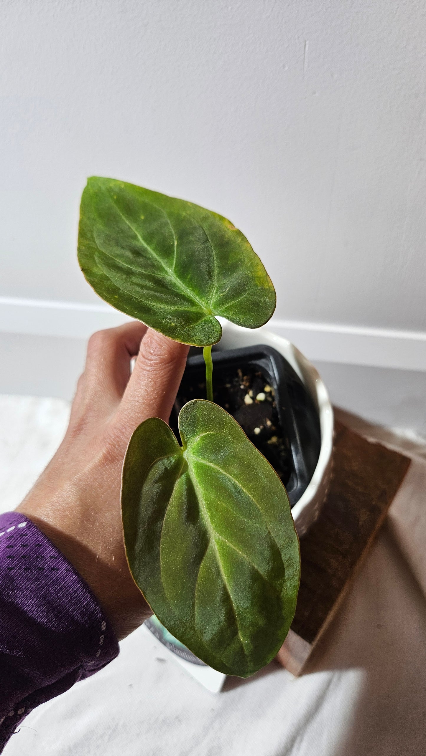 Anthurium Dark Phoenix "format MOYEN" (ANT-458)
